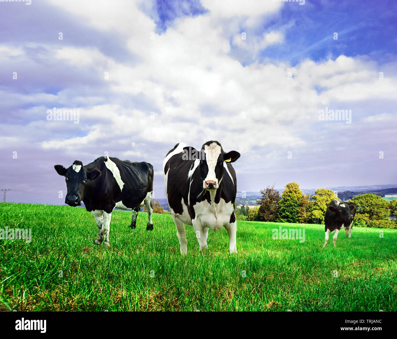 Friesian Dairy cows in a green pasture. Stock Photo