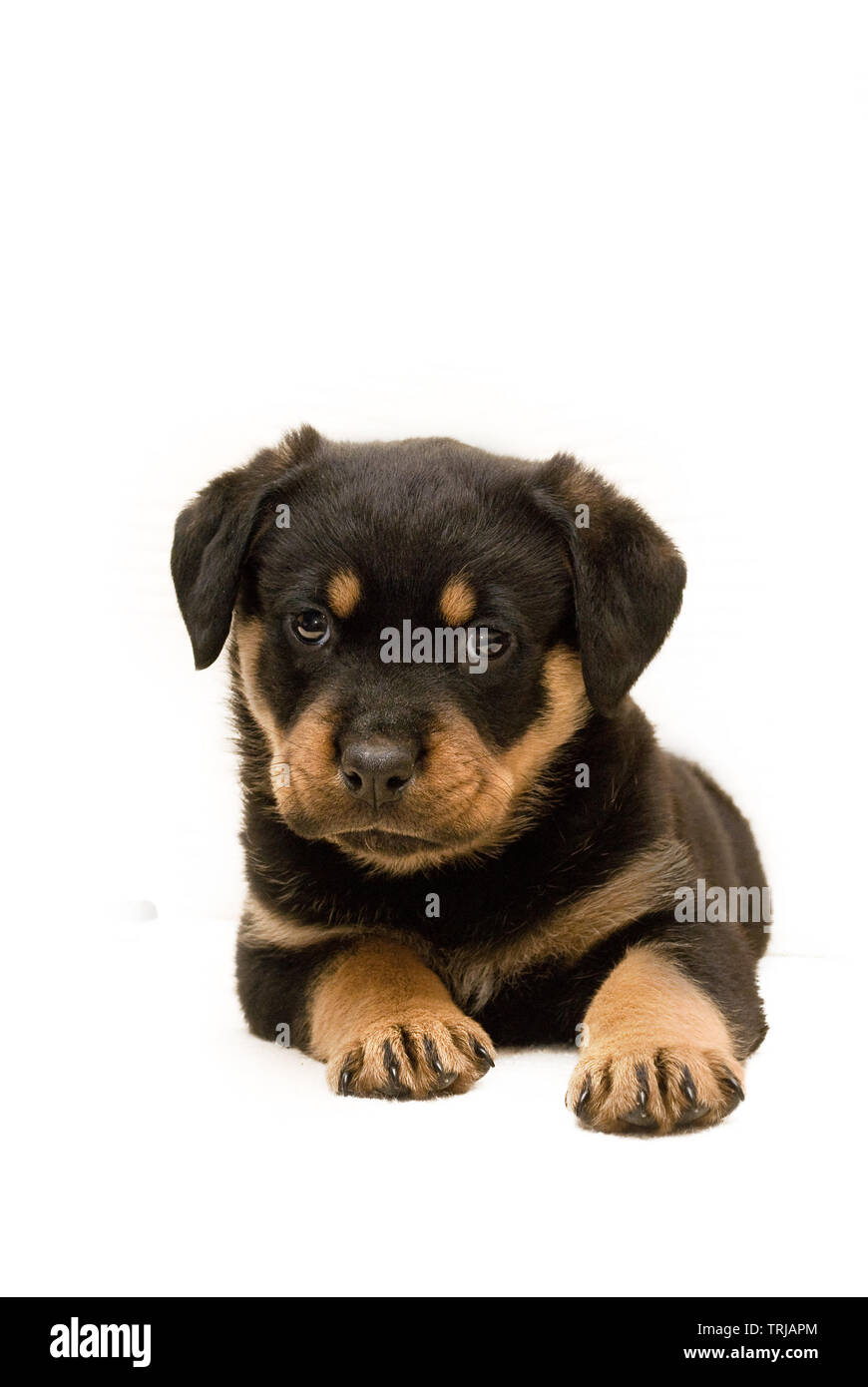 Pedigree rottweiler puppies 2025