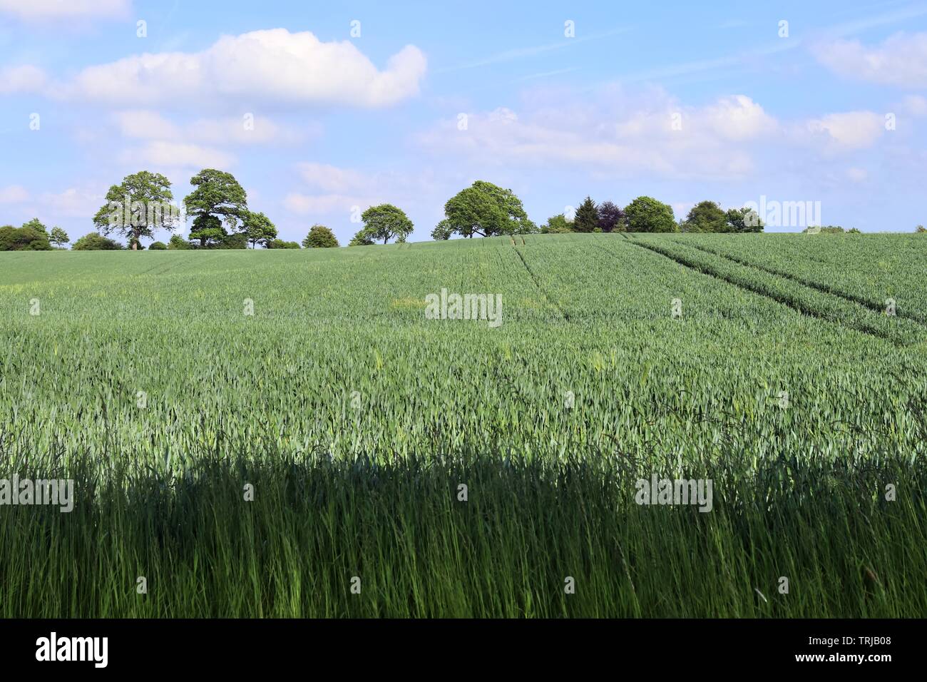 Detailed view on agricultural crop fields growing on a sunny day in ...