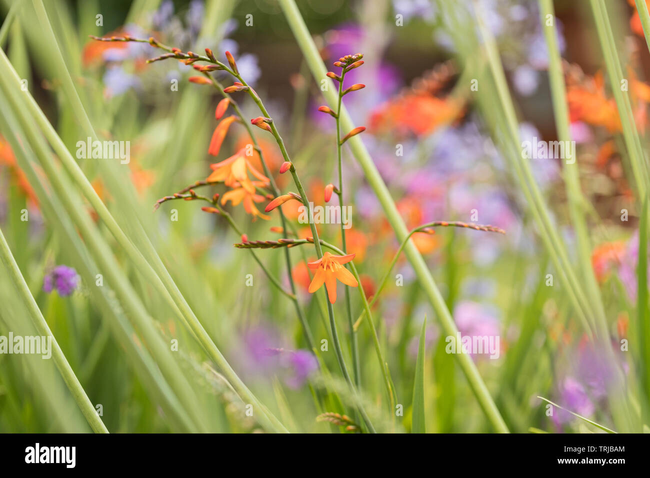 Montbretia - Crocosmia crocosmiflora, Crawley, West Sussex Stock Photo