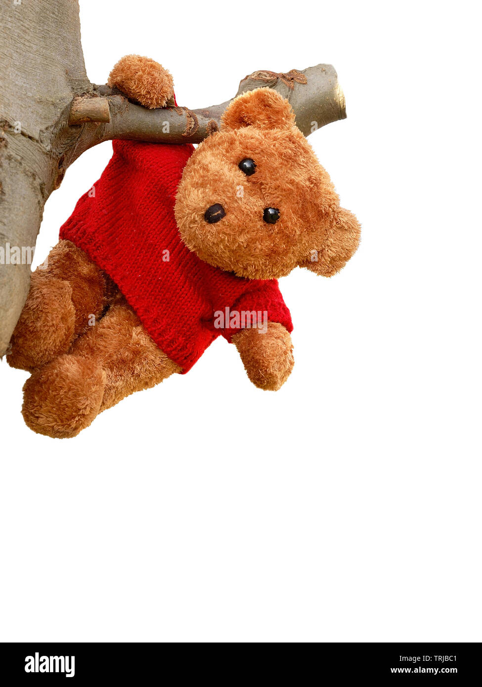 Little Teddy bear wearing a red pullover hanging from a tree branch, on an isolated white background. Stock Photo