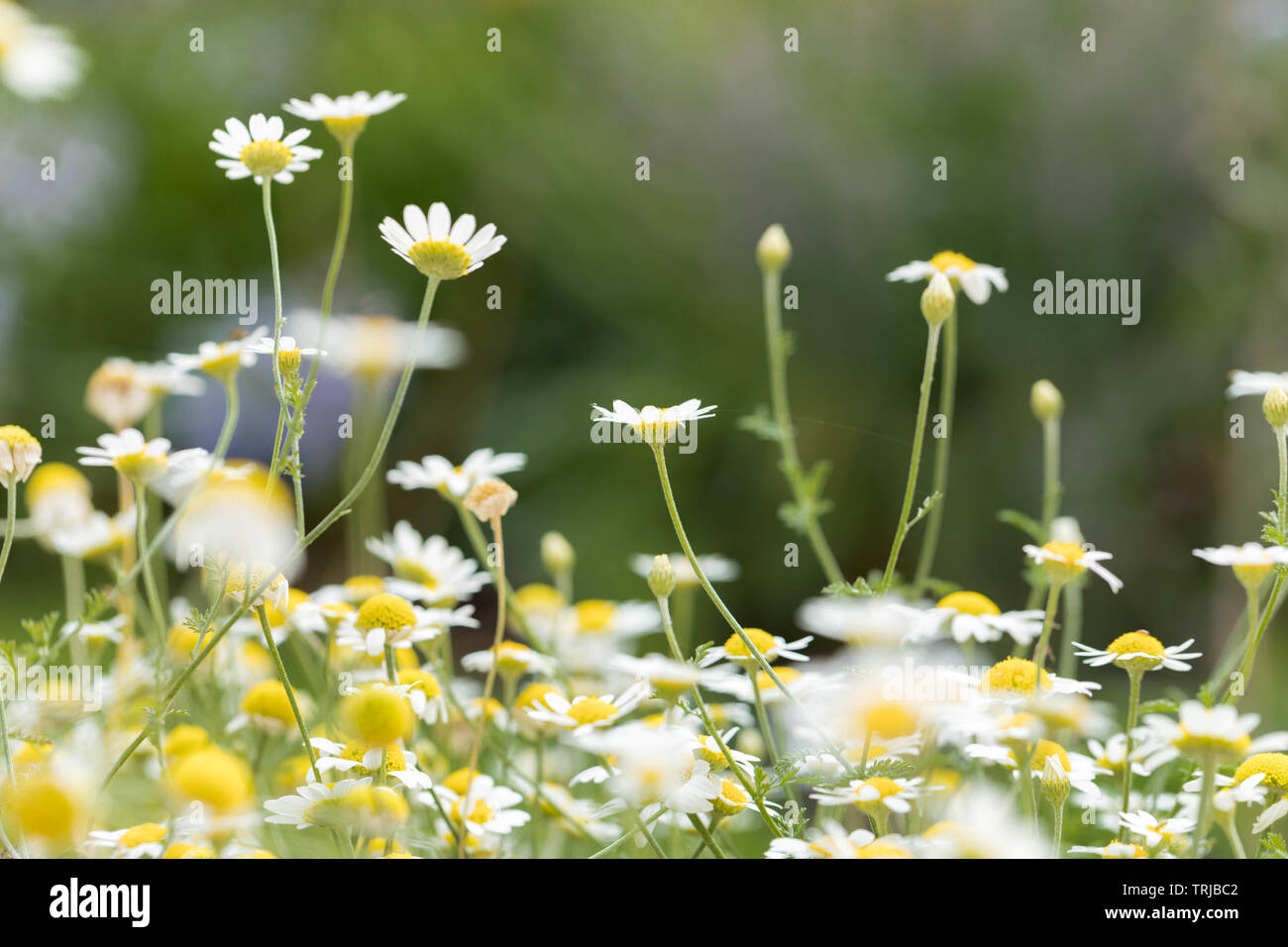 Violet chamomile flower hi-res stock photography and images - Alamy