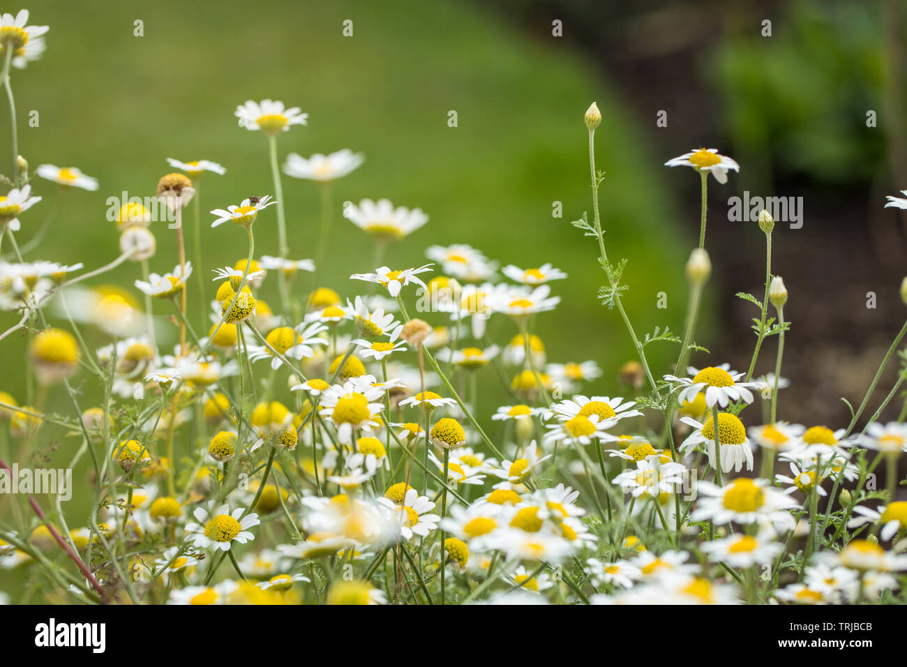Chamomile Meadow High Resolution Stock Photography and Images - Alamy