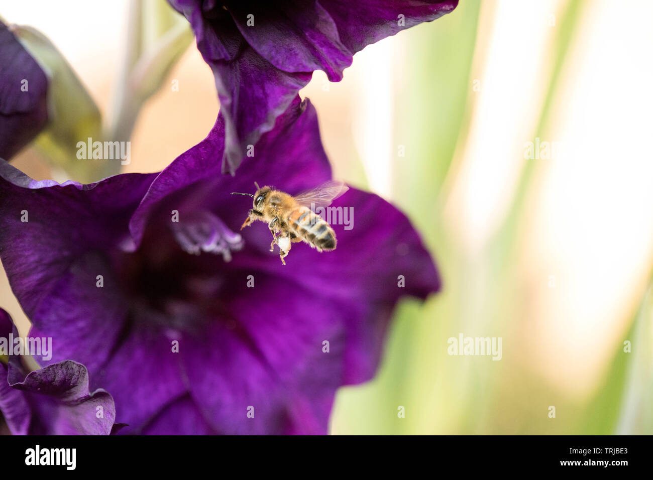 Honey bee collecting pollen from gladiola, Crawley, West Sussex Stock Photo