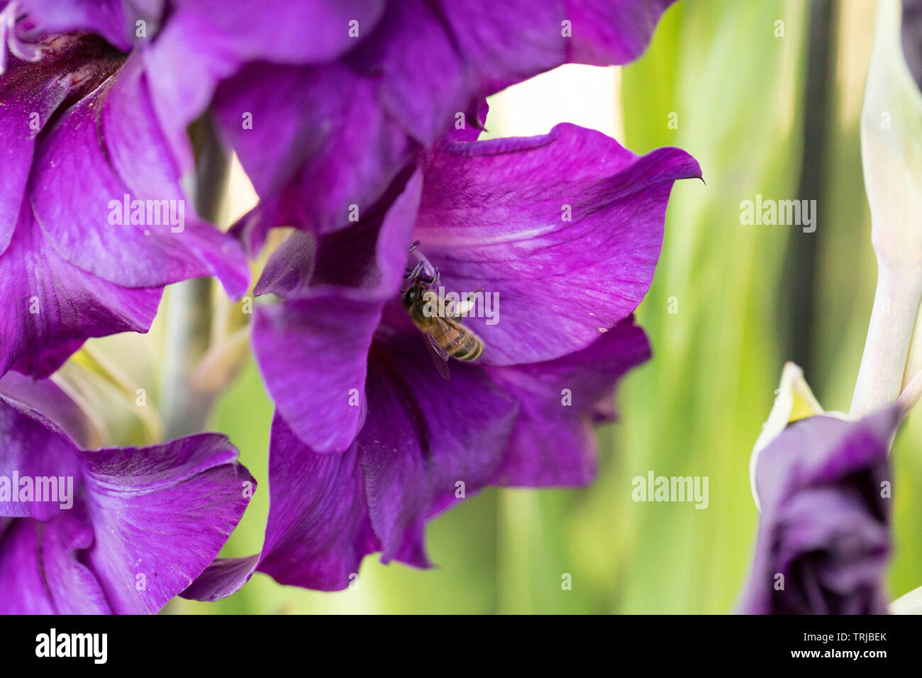 Honey bee collecting pollen from gladiola, Crawley, West Sussex Stock Photo