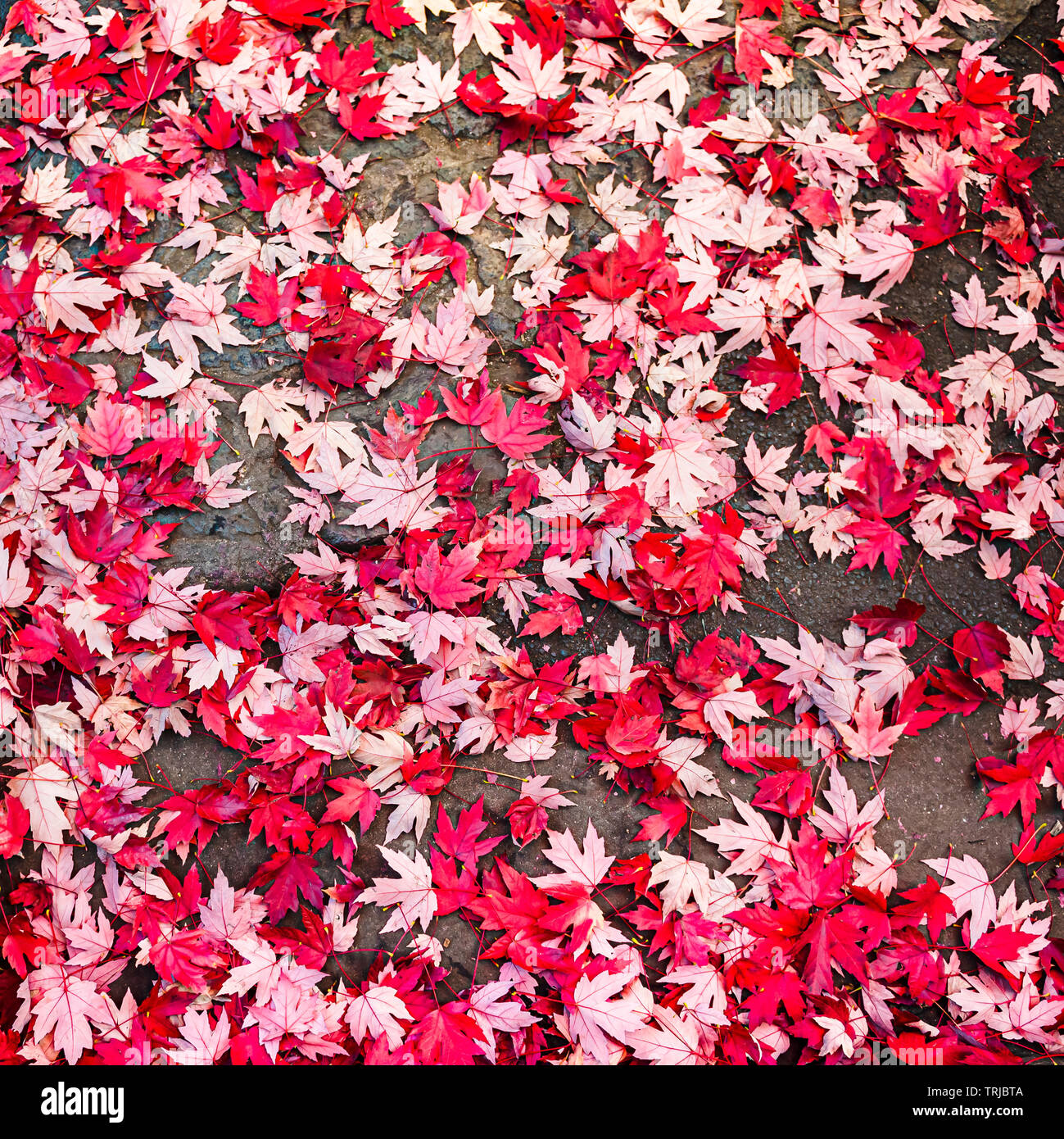 Brightly colored fallen leaves on the road Stock Photo