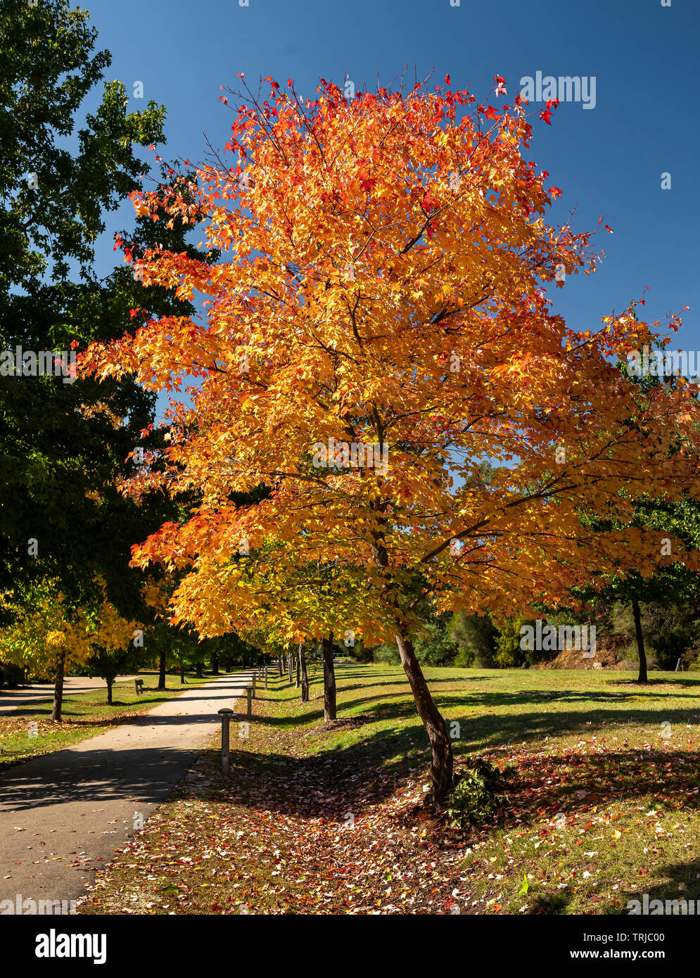 Autumn colors in Bright Victoria Stock Photo Alamy