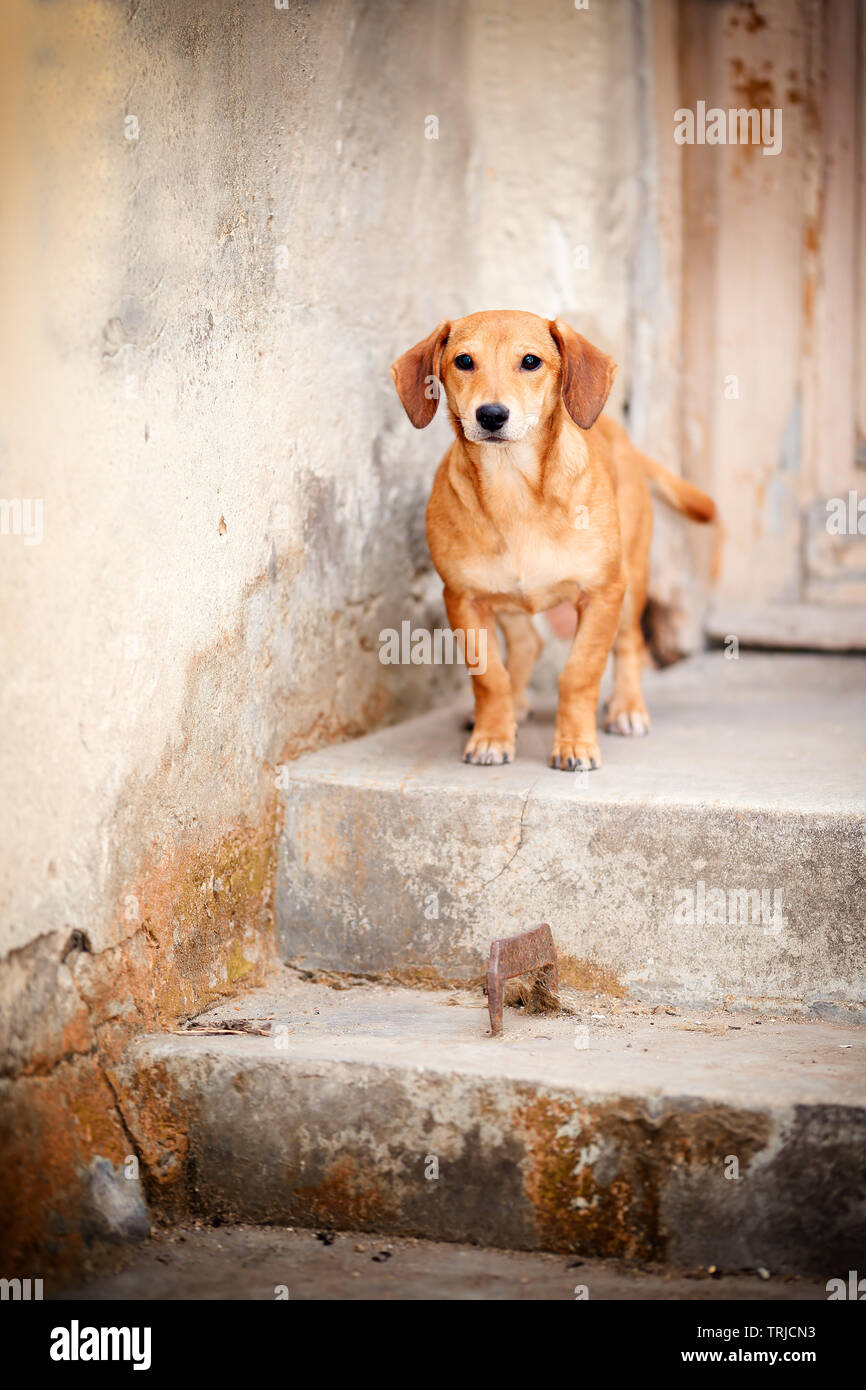 Adorable and sad small dog sitting in front of demolishing, abandoned house, still hoping for its ex-owners to come back for him Stock Photo