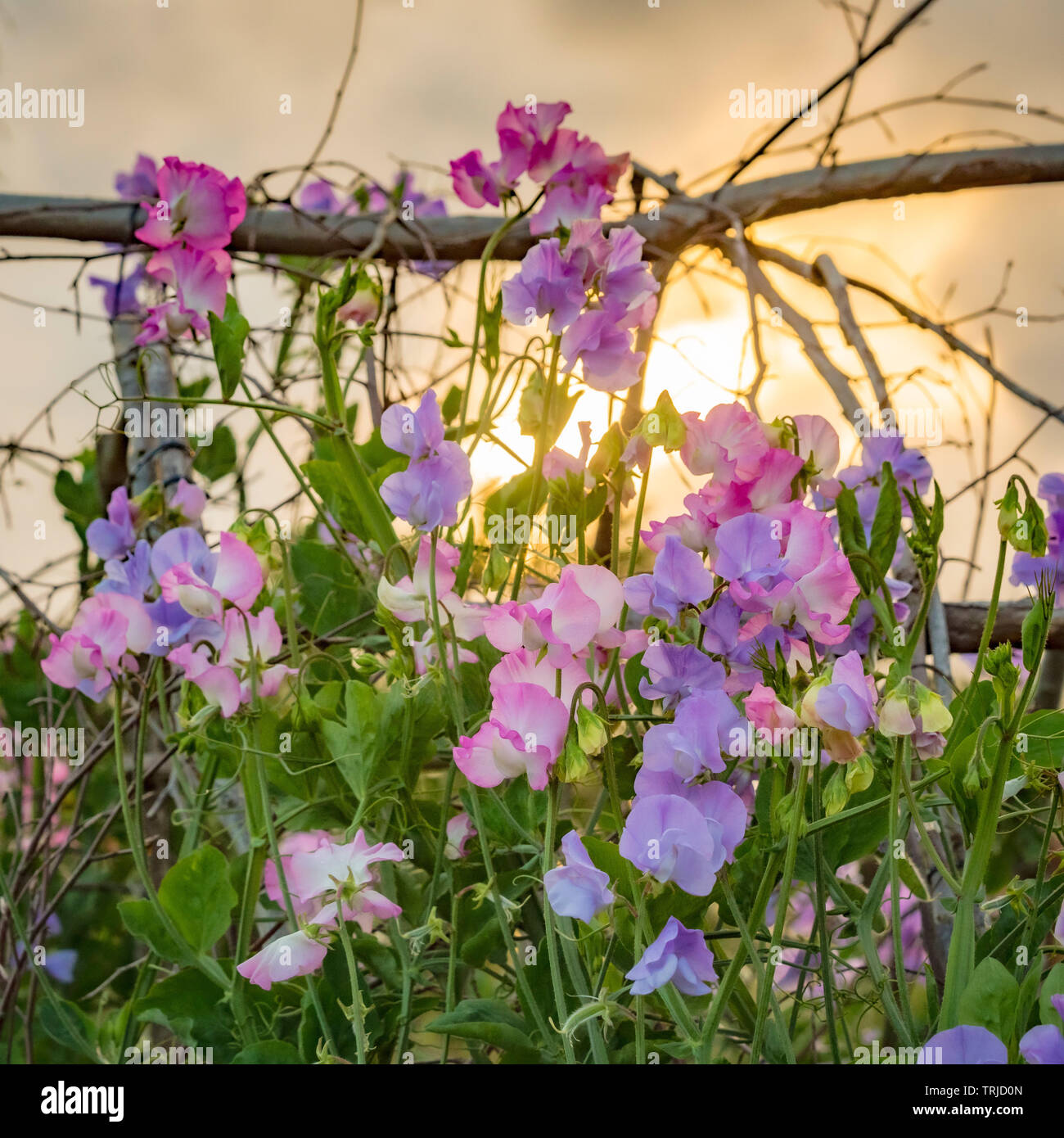 Sweet pea plants flowering at sunset or sunrise Stock Photo
