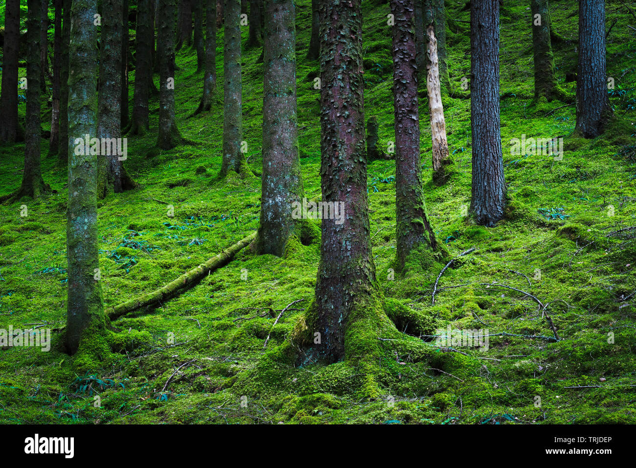 Pine Trees With Roots Covered With Moss Growing On Forest Floor Beautiful Scene In Lush Scottish Woodland Tranquil And Untouched Natural Environment Stock Photo Alamy Pine Trees With Roots Covered With Moss Growing On Forest Floor Beautiful Scene In Lush Scottish Woodland Tranquil And Untouched Natural Environment Stock Photo Alamy