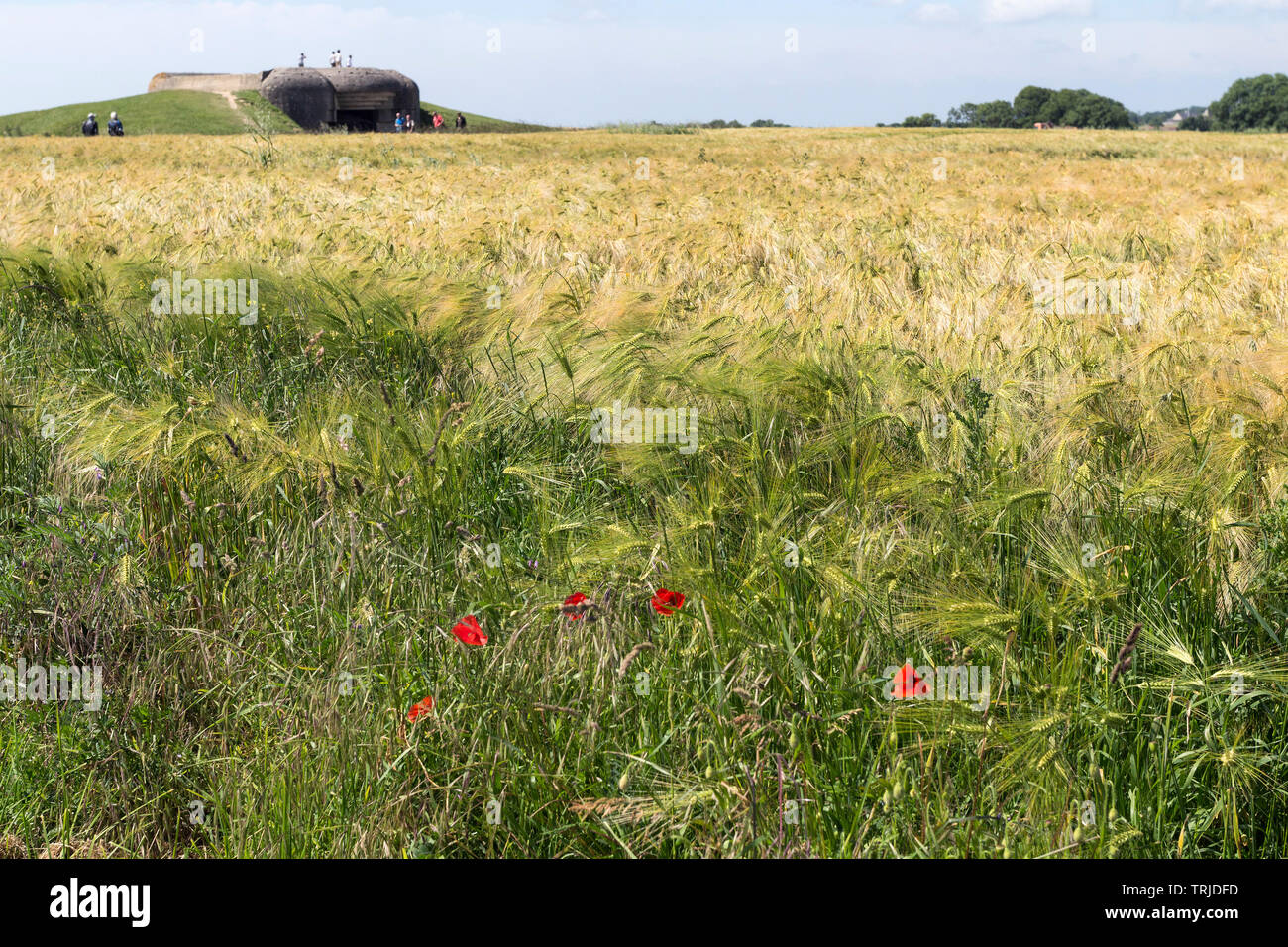 Poppies in a Field of Windblown Wheat in Front of the Longues-sur-Mer Gun Battery West of Arromanches-les-Bains, Normandy Coast, France, EU Stock Photo