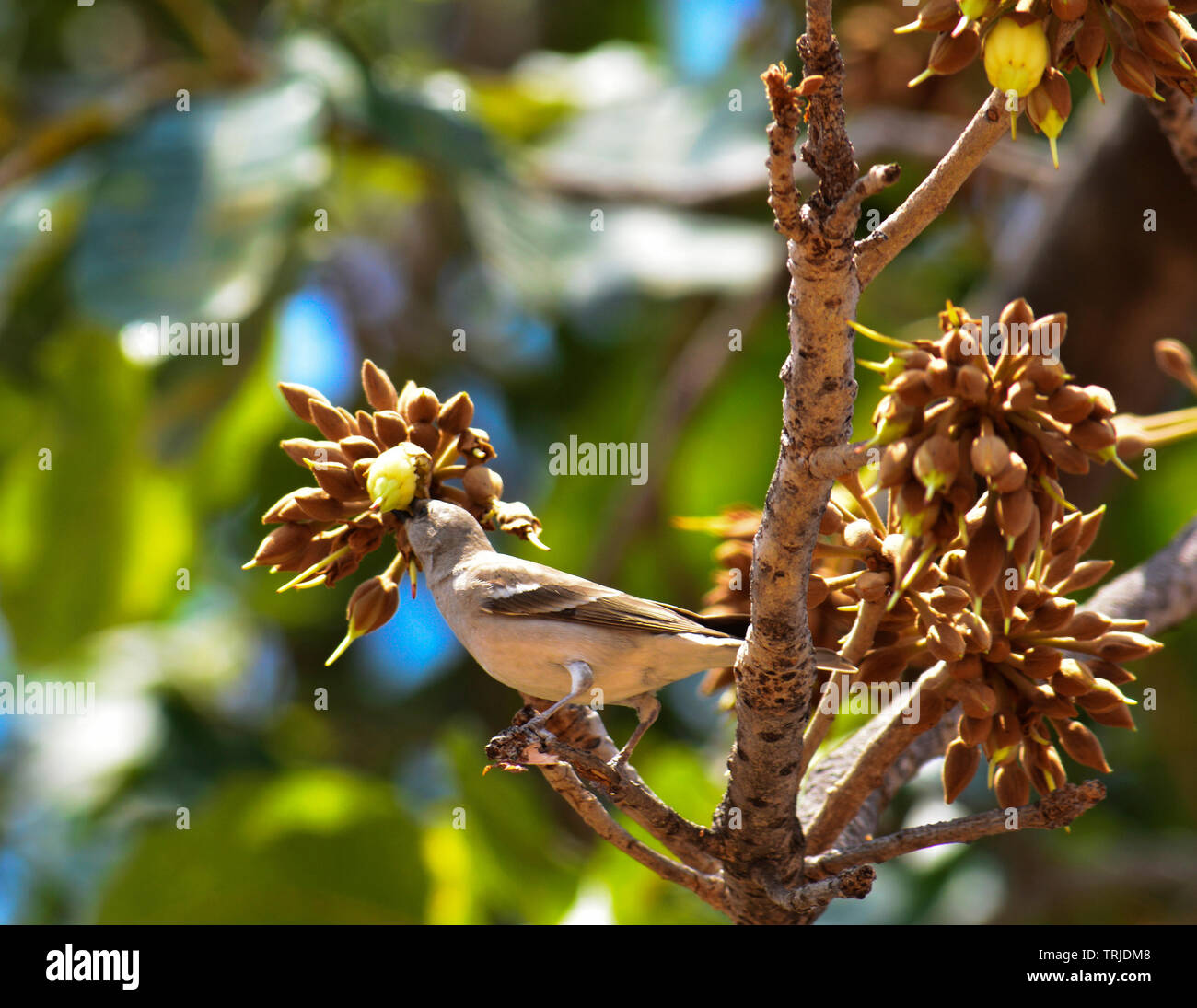 Birds and insects feasting on juicy sweet Mahua flowers. Stock Photo
