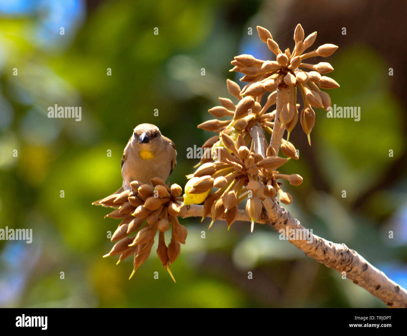 Birds and insects feasting on juicy sweet Mahua flowers. Stock Photo