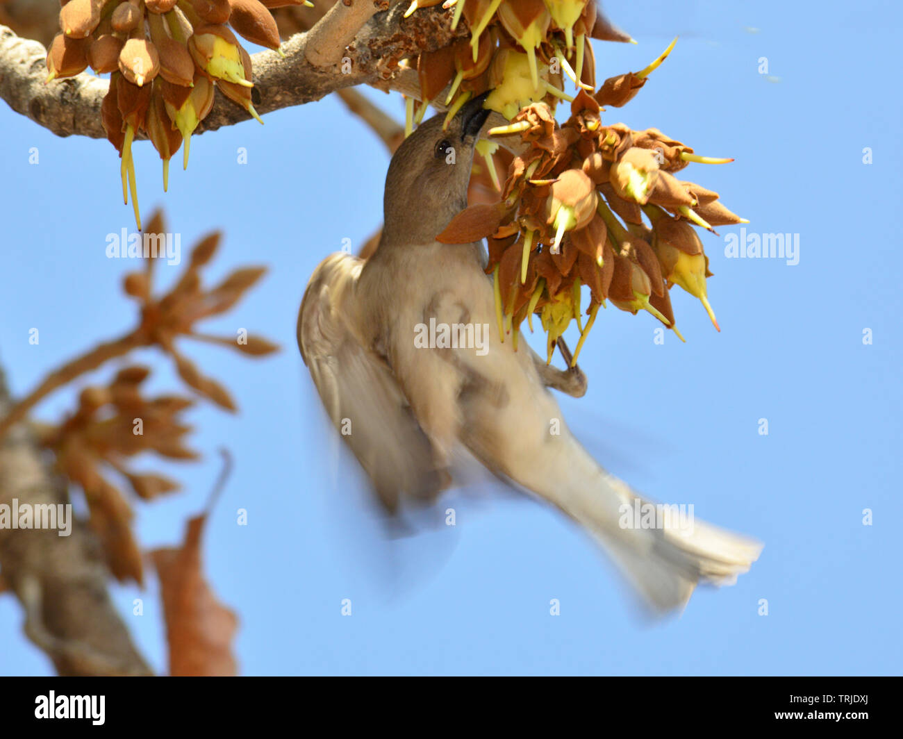 Birds and insects feasting on juicy sweet Mahua flowers. Stock Photo