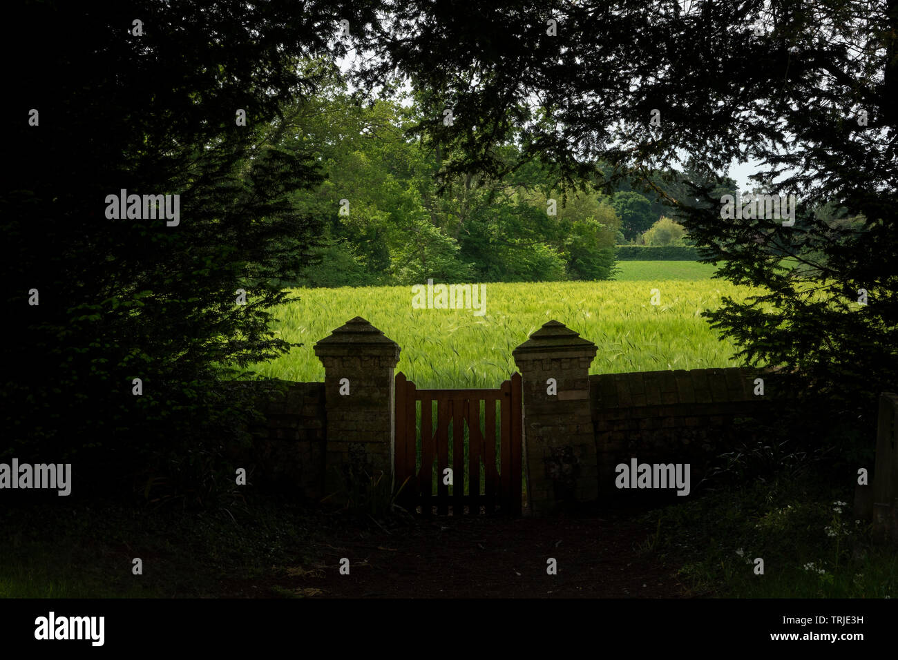 A small wooden gate in a stone wall surrounded by overhanging tress in heavy shade looking out onto an unripe field of barley Stock Photo