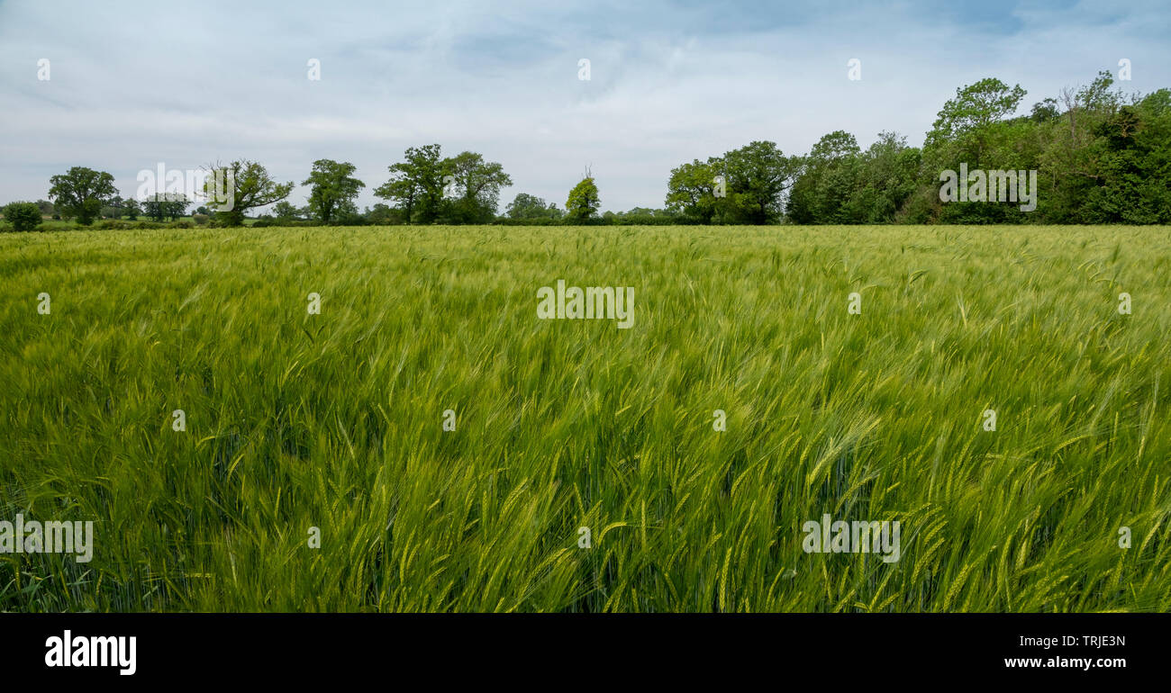 Panorama across an unripe green barley field with  a row of trees on the horizon Stock Photo