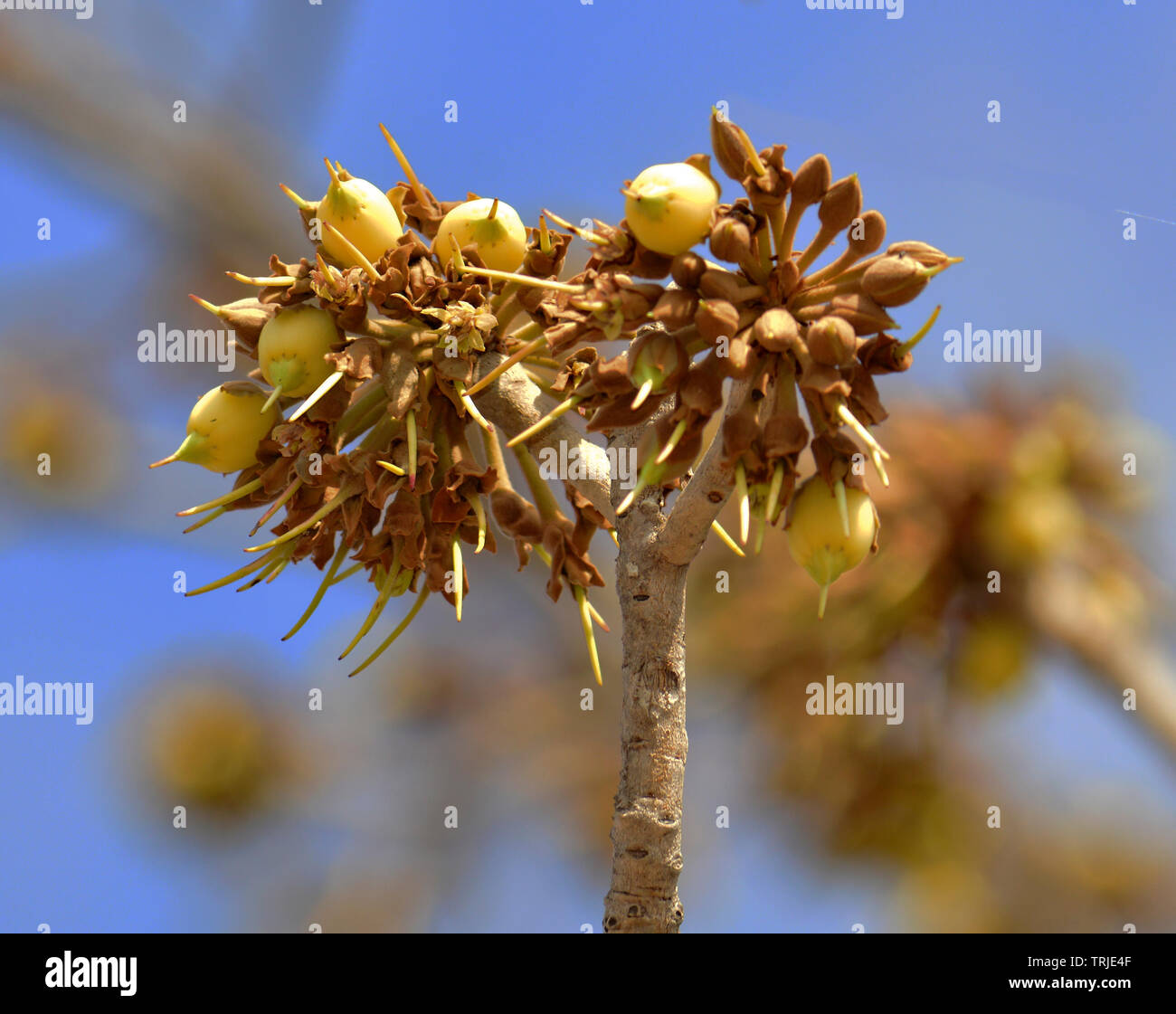 Mahua Tree in full bloom Stock Photo