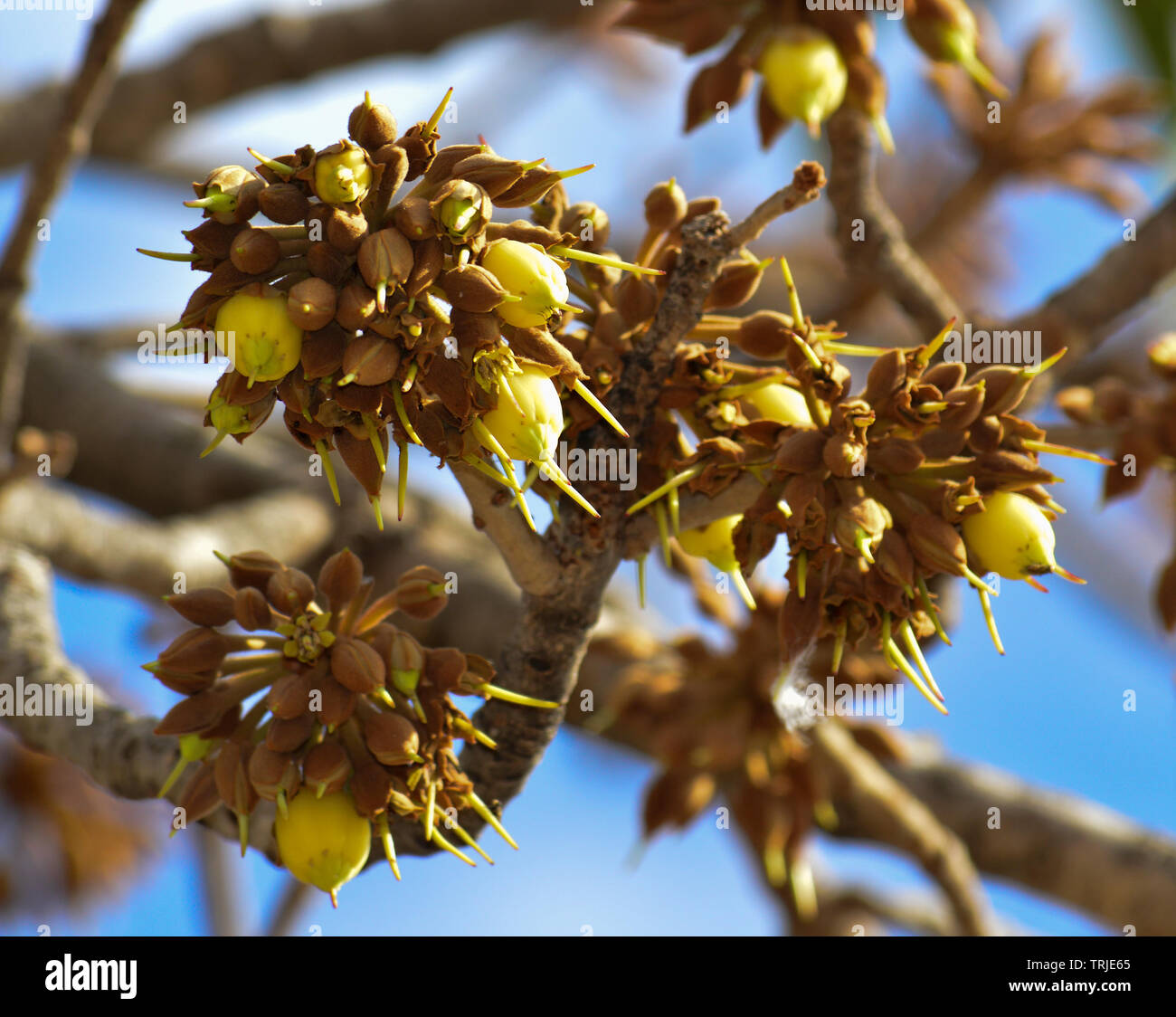 Mahua Tree in full bloom Stock Photo