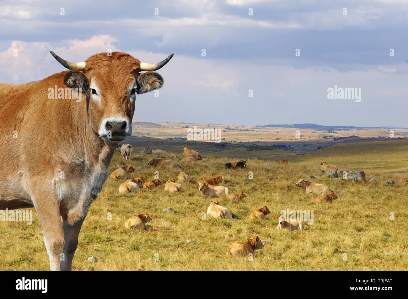 French Aubrac cow with herd in background. Auvergne, France, Europe Stock Photo