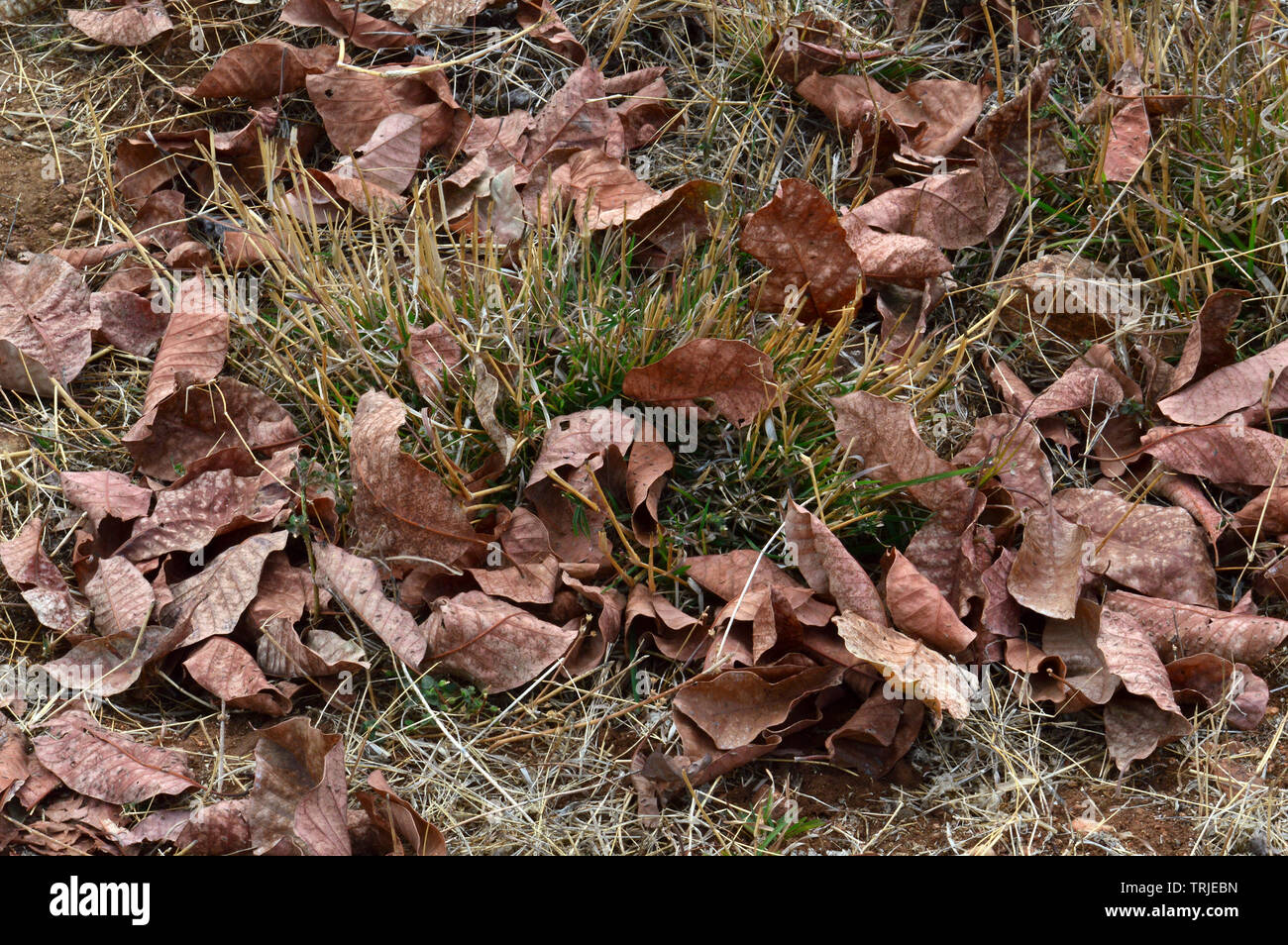 Madhuca Longifolia leaves Stock Photo