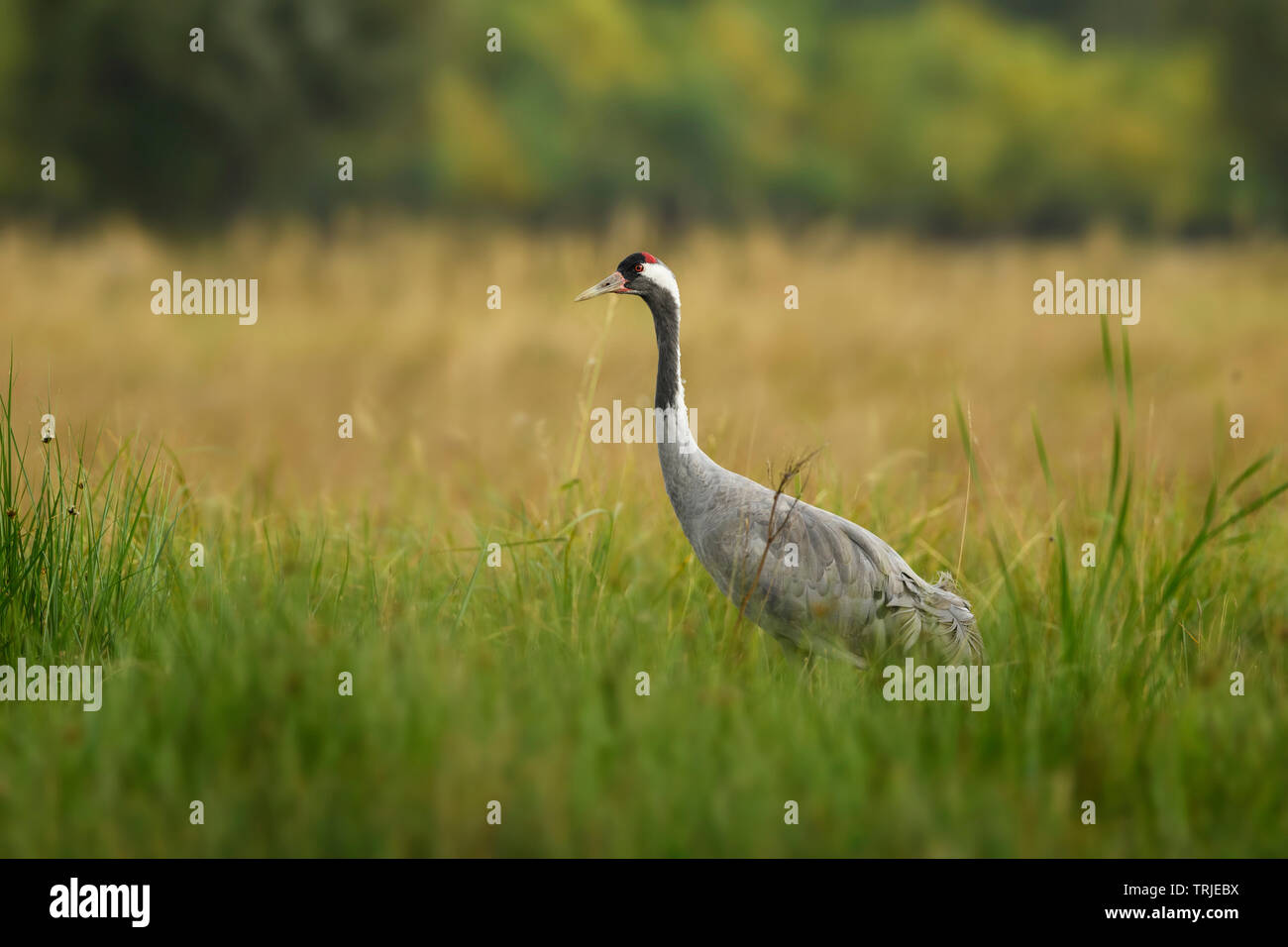 Common Crane - Grus grus, beautiful large bird from Euroasian fields and meadows, Hortobagy National Park, Hungary. Stock Photo