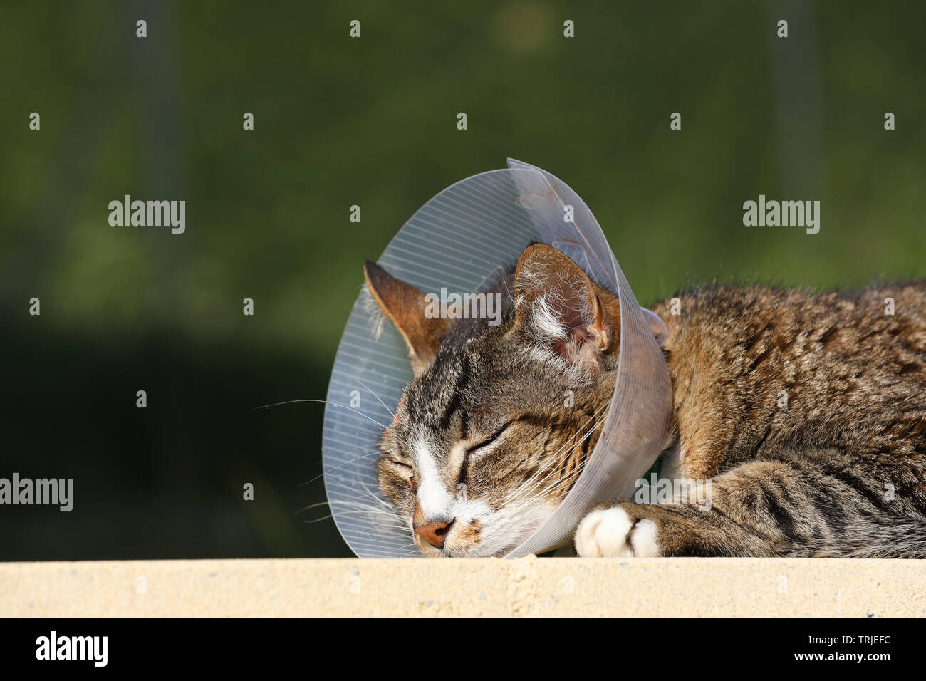 Sick cat. Cat wearing a protective buster collar (also known as an elizabethan collars) to protect it from scratching the wound after operation Stock Photo