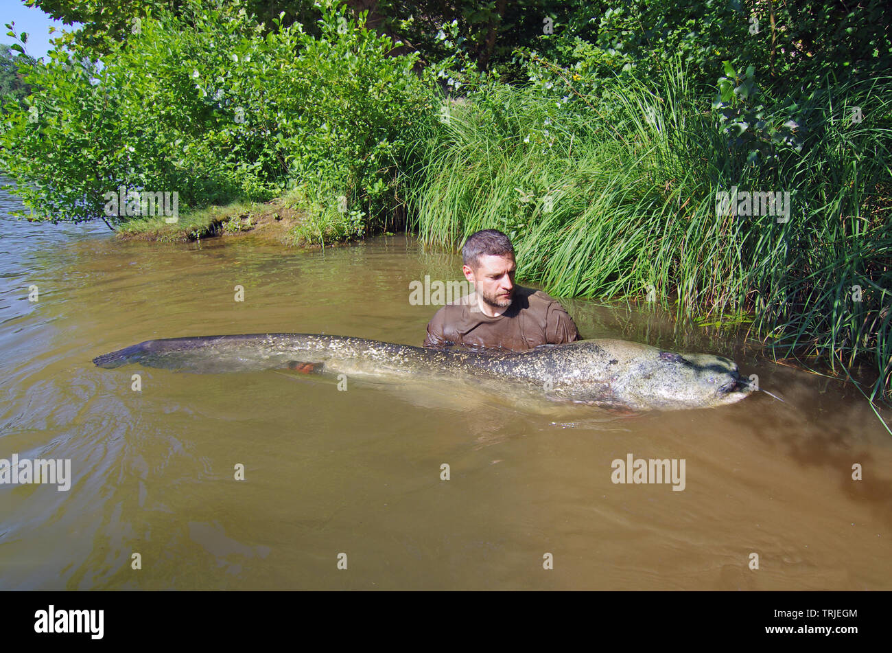 Man Eating Catfish River Monsters
