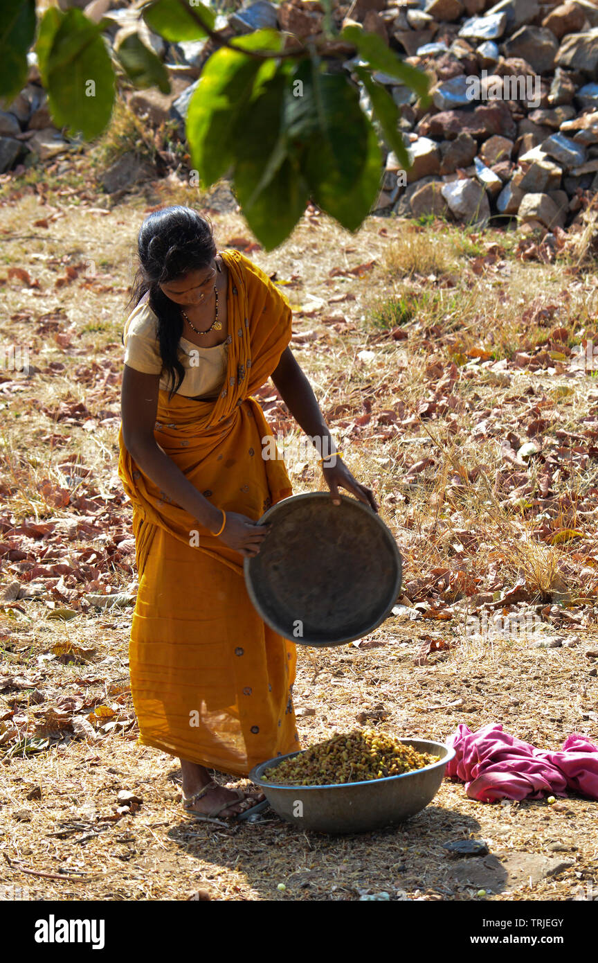 Tribal woman collecting Mahua Flowers Stock Photo