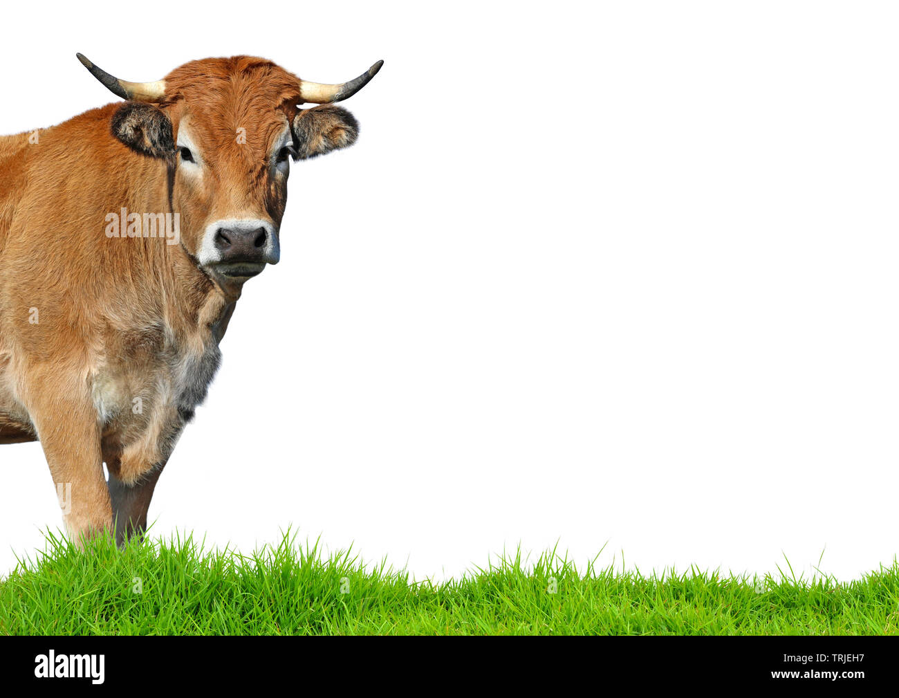 Aubrac cow isolated on white background Stock Photo