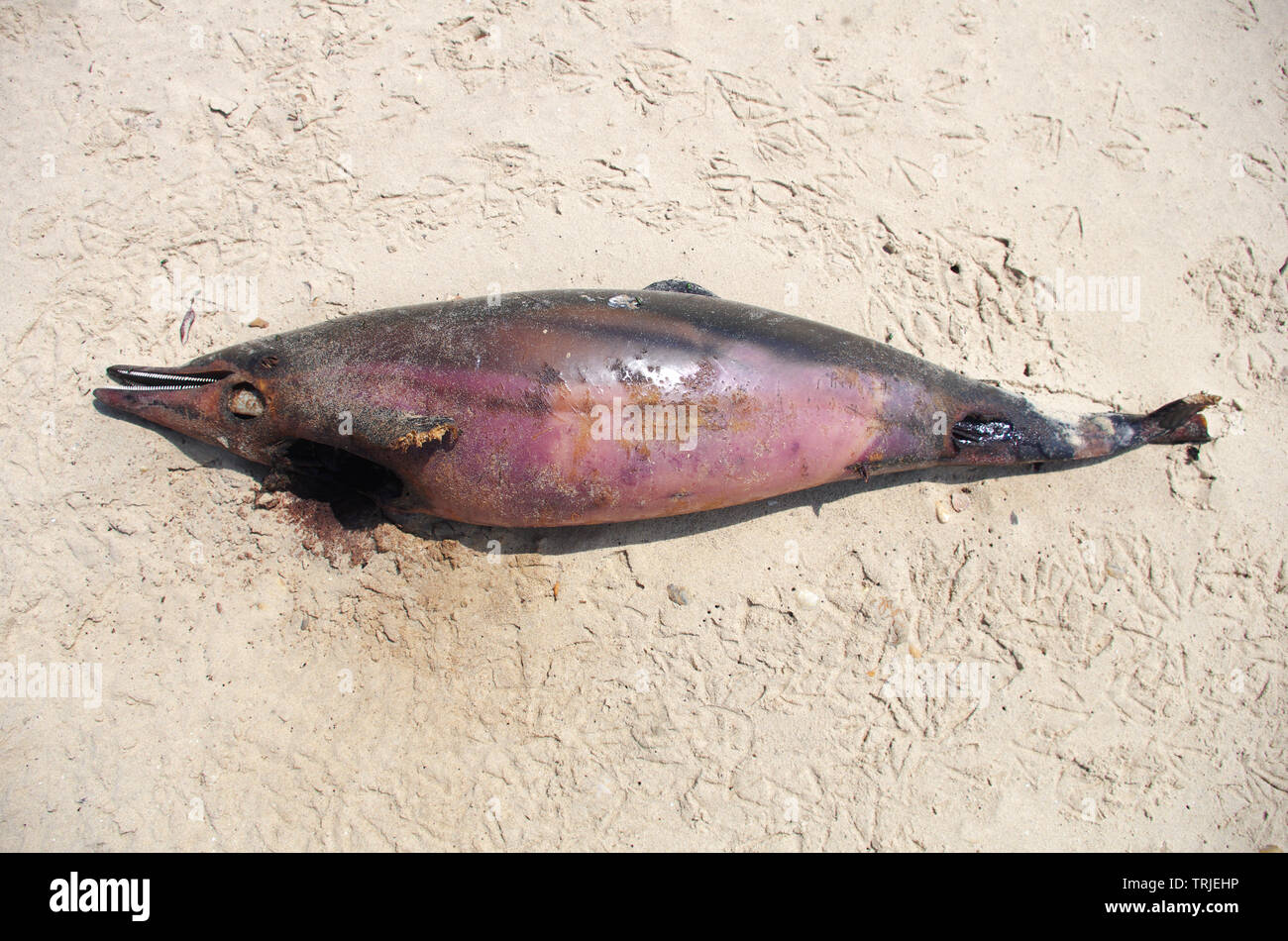 Dead dolphin washed up on a french beach Stock Photo