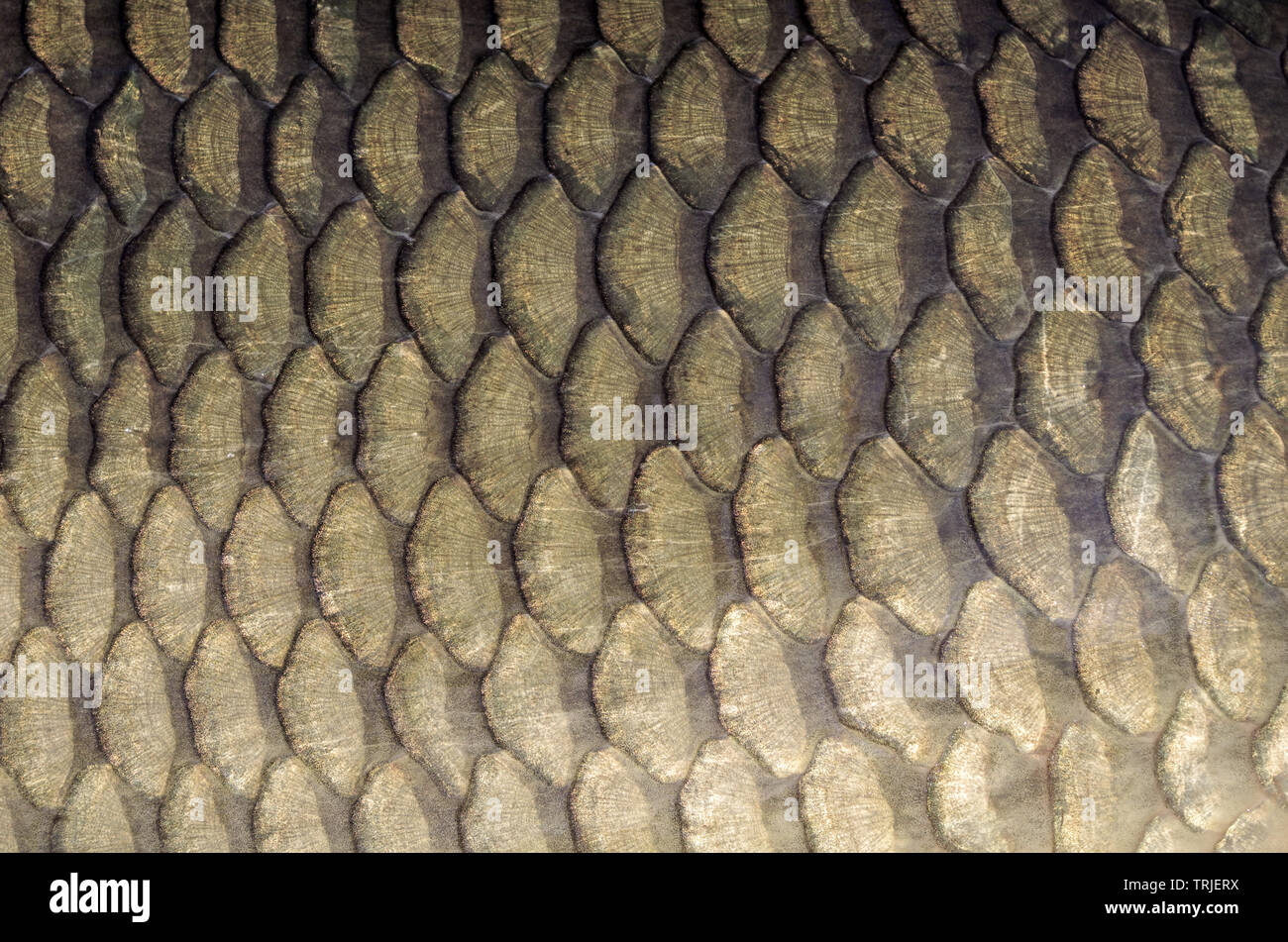 Silver carp scales background. Close-up on carp scales Stock Photo