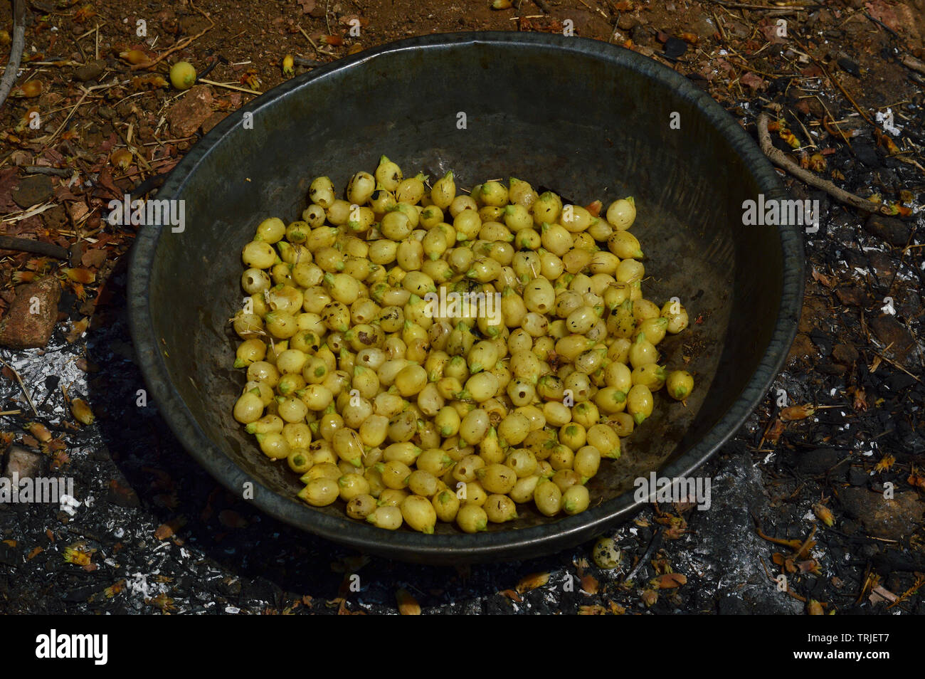 Mahua flowers and its uses hires stock photography and images Alamy