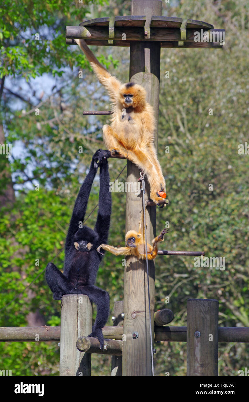 Family of white-handed gibbon monkey Stock Photo