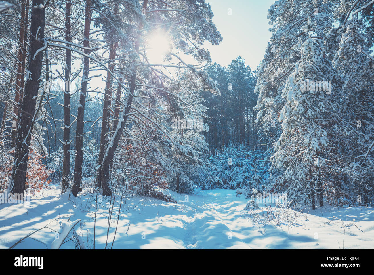 Winter pine forest covered with the deep snow. Pine trees covered with