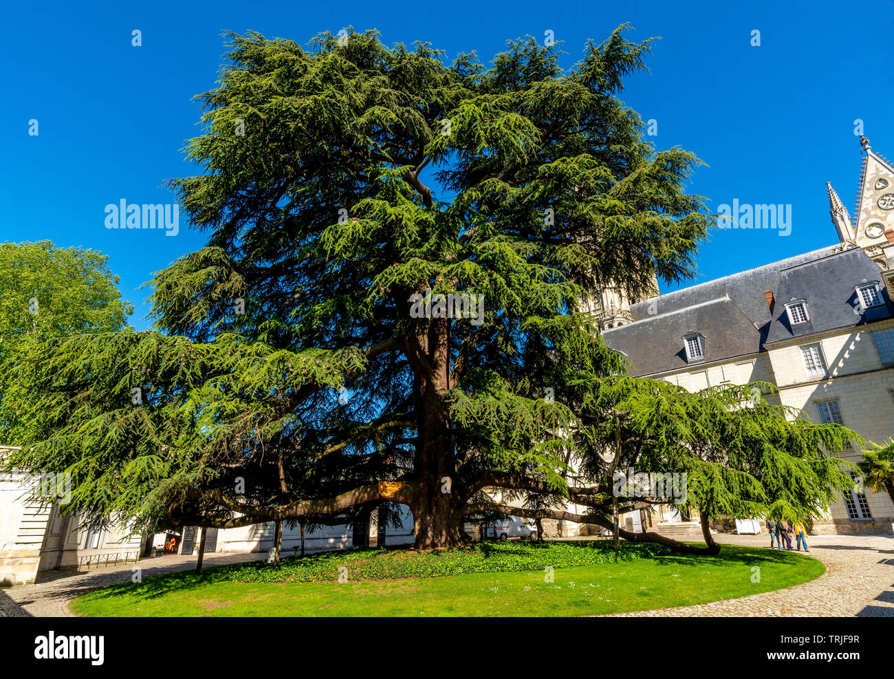 Tours city, bicentennial cedar of Lebanon in its majestic garden, Indre et Loire, Centre Val de Loire, France Stock Photo