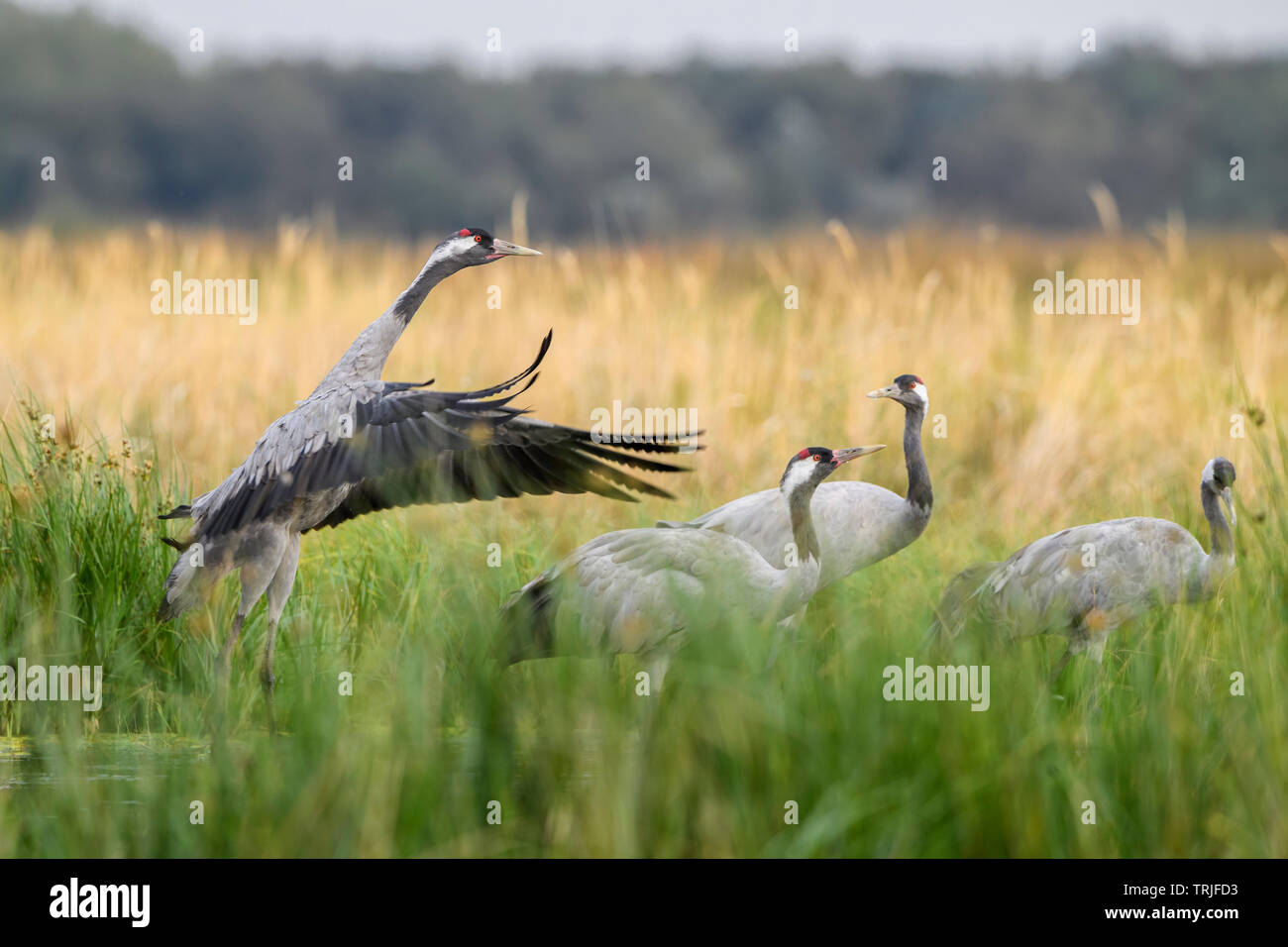 Common Crane - Grus grus, beautiful large bird from Euroasian fields and meadows, Hortobagy National Park, Hungary. Stock Photo