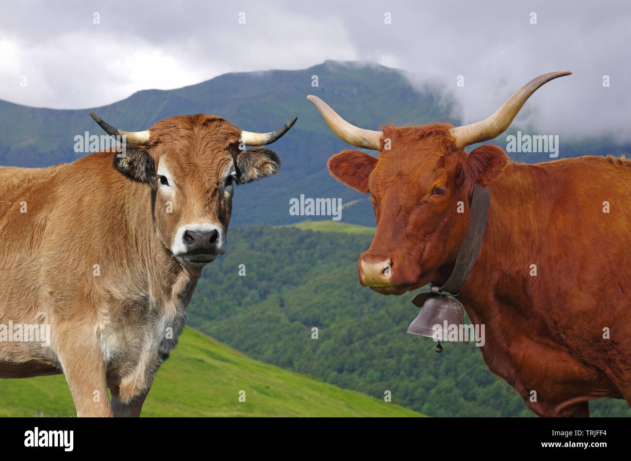 French Salers and Aubrac cows with mountains in background. auvergne, france, europe Stock Photo