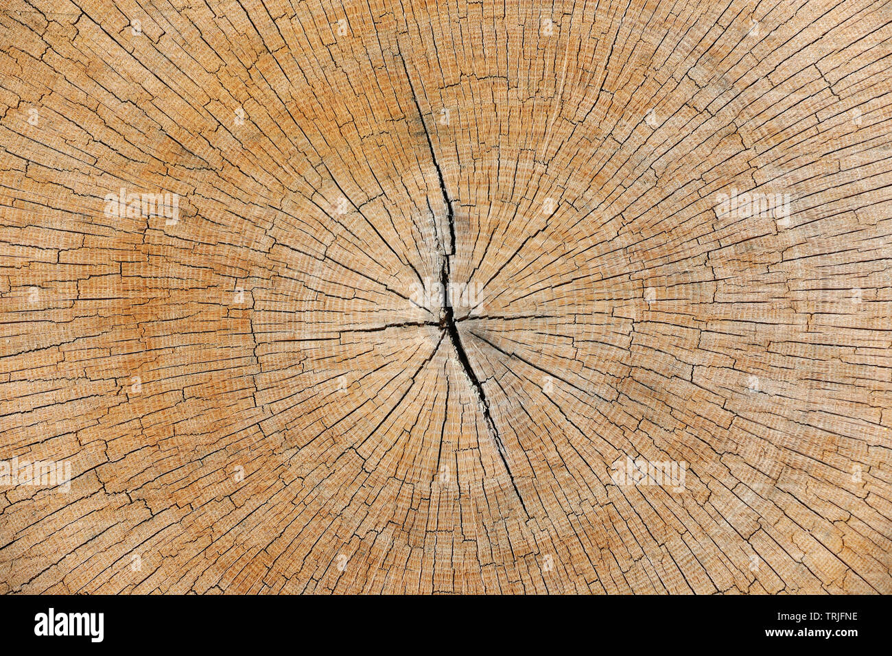 Freshly cut of tree texture. Section of old trunk with annual rings. Wooden abstract background. Old, cracked tree trunk, cross section wood Stock Photo