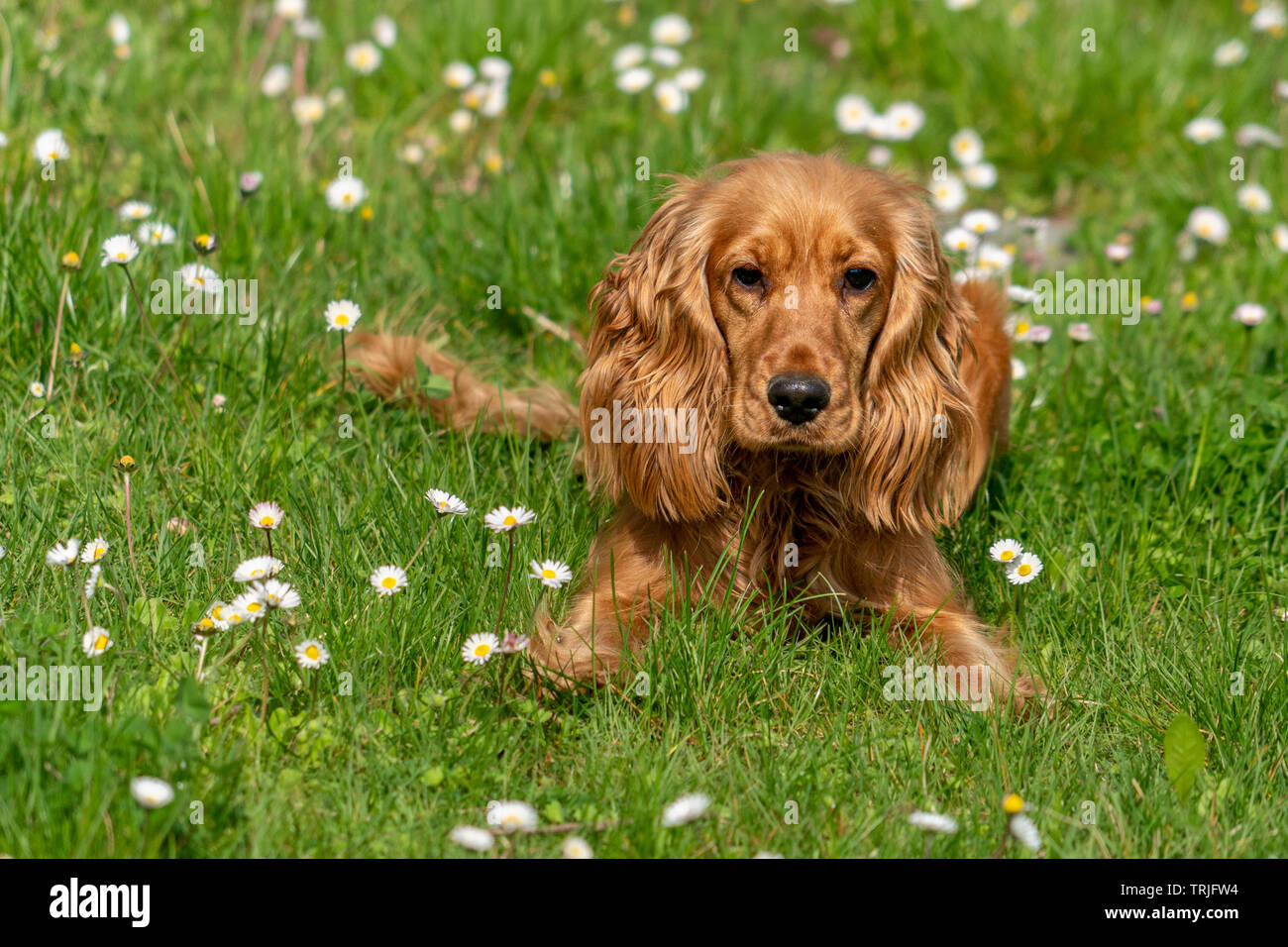 crocus spaniel