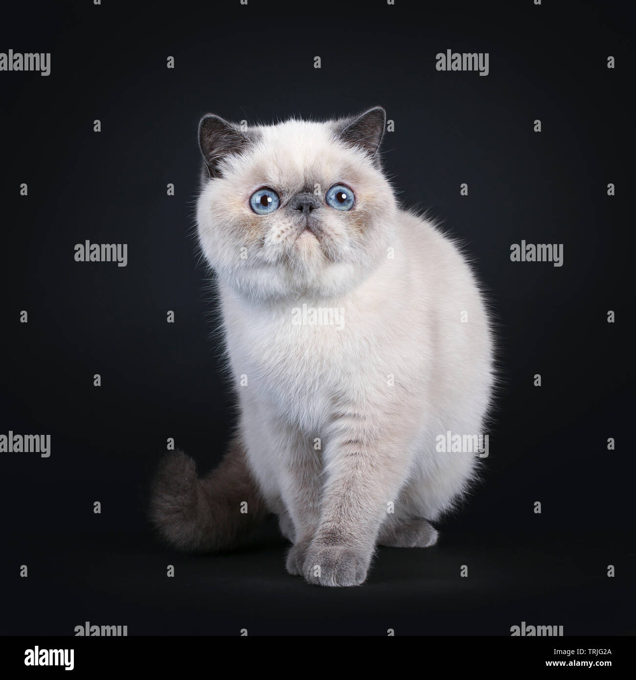 Blue point sale exotic shorthair