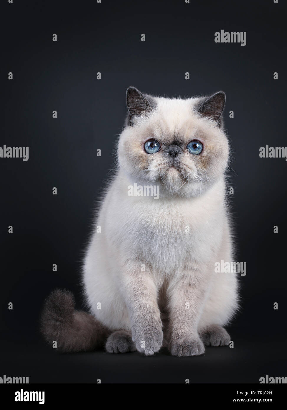 blue point exotic shorthair