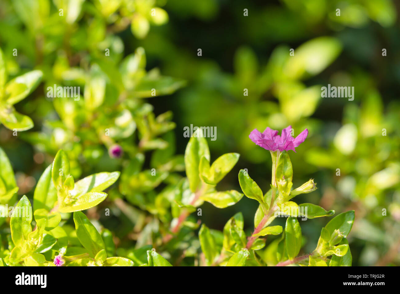 False Heather or Elfin Herb with blurred background. Cuphea hyssopifolia Kunth with sunlight. Flowers and young shoots used to boil and drink, cure ph Stock Photo