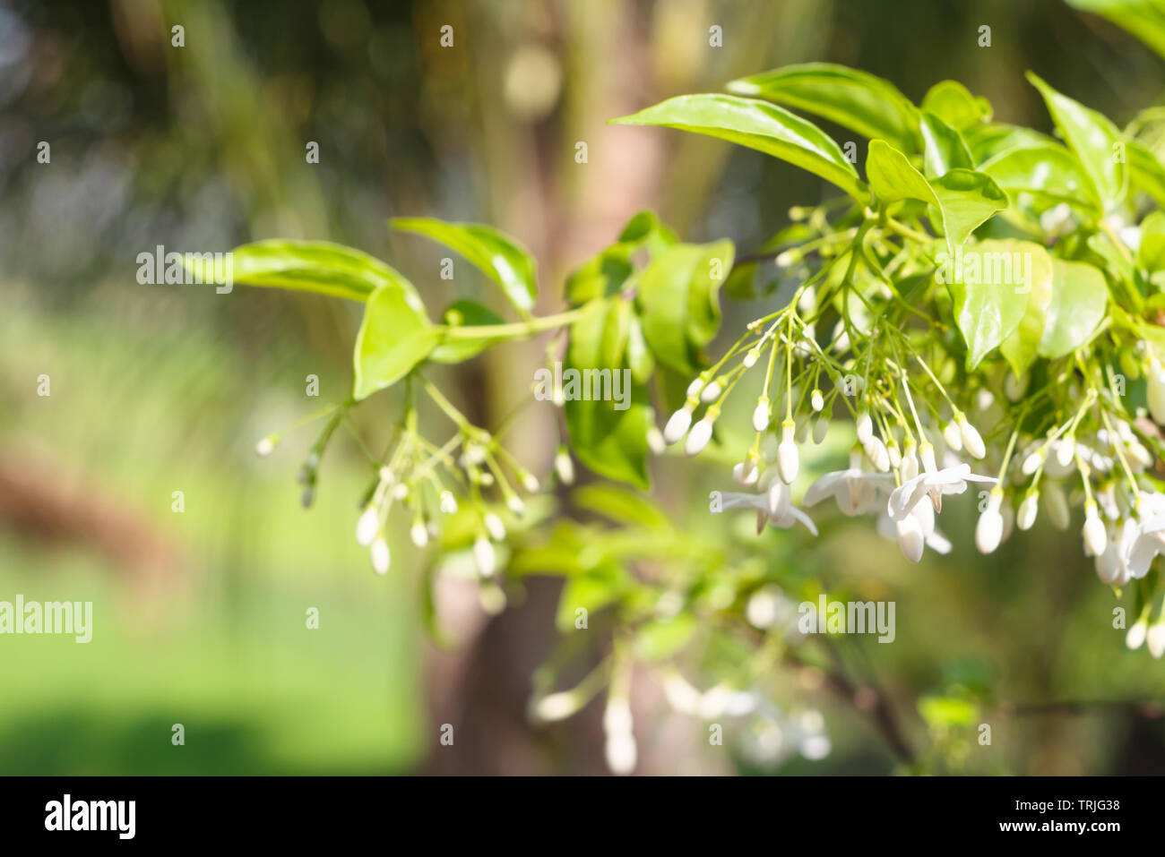 Wrightia religiosa Benth or Mok flowers background with sunlight and blurred. Stock Photo