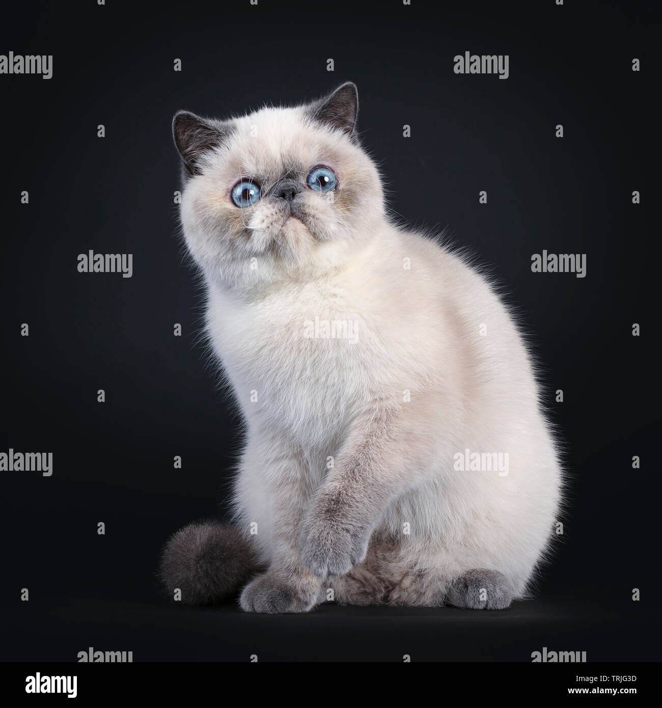 Cute blue tortie point Exotic Shorthair kitten, sitting side ways