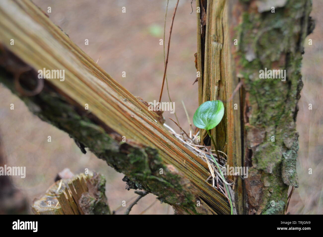 Will Always Grow Stock Photo Alamy