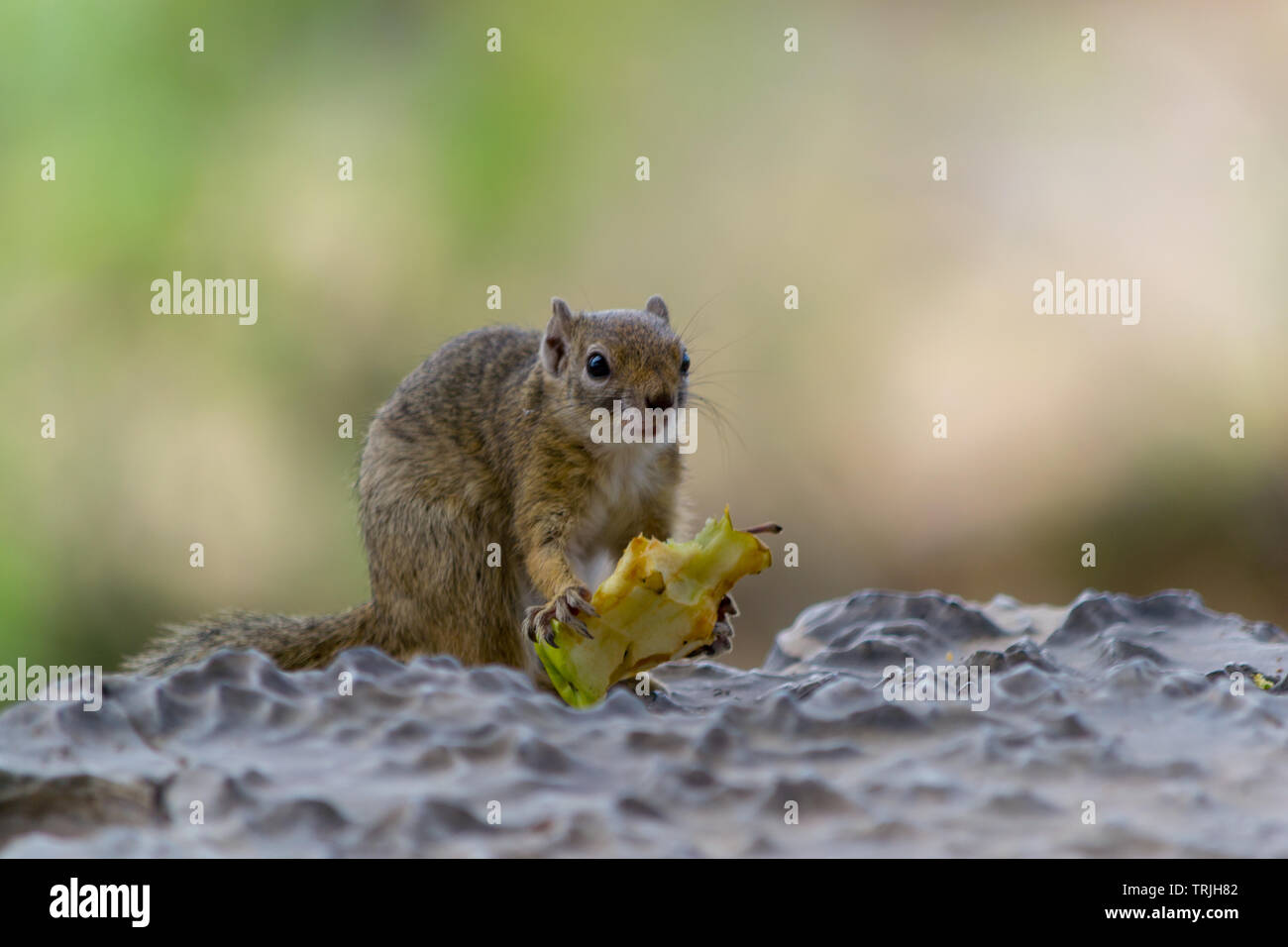 Squirrel eating an apple, full length, and closeup Stock Photo Alamy