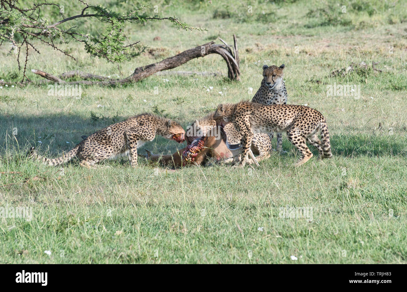 A female cheetah (Acinonyx jubatus) looks on while her three cubs eat a Thomson’s gazelle she has caught Stock Photo