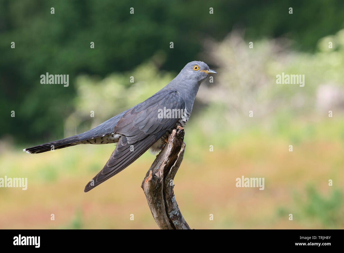 Male cuckoo (Cuculus canorus) perched on a stump Stock Photo