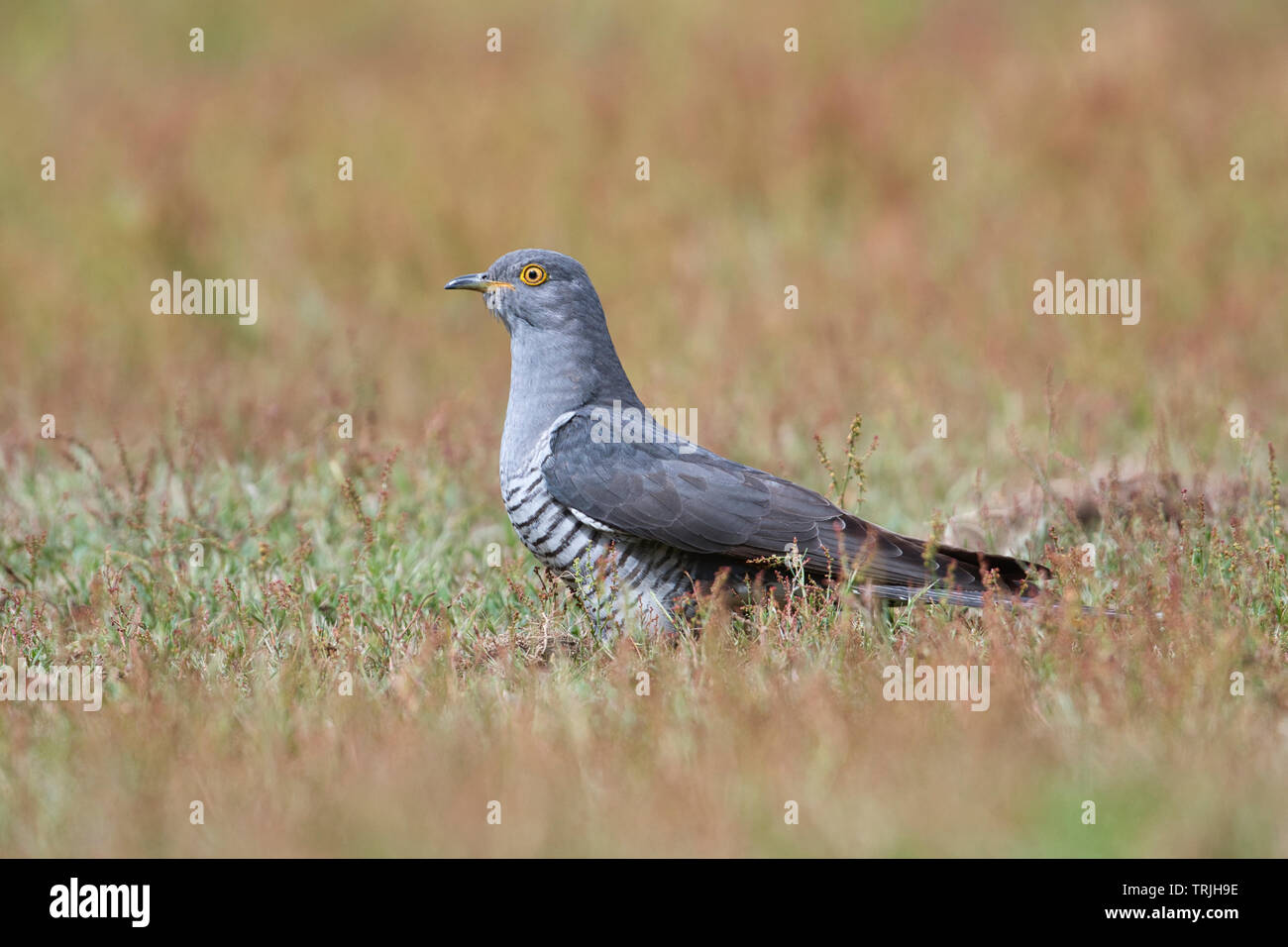 Male cuckoo (Cuculus canorus) foraging on the ground Stock Photo