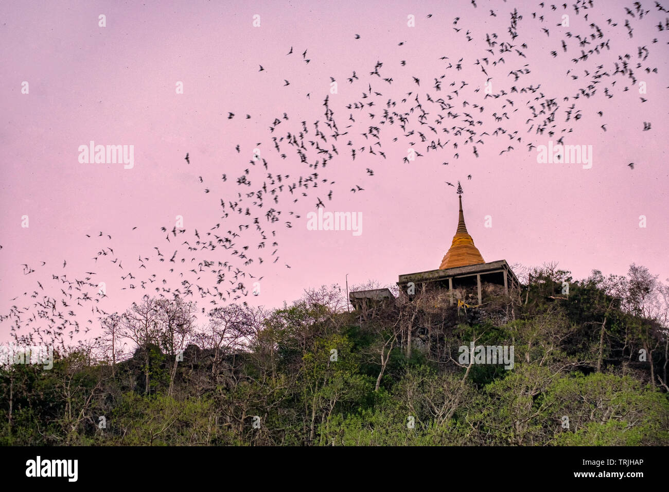 The bat flying speedy out of the cave Khao Chongpran. 12463791 Stock Photo  at Vecteezy